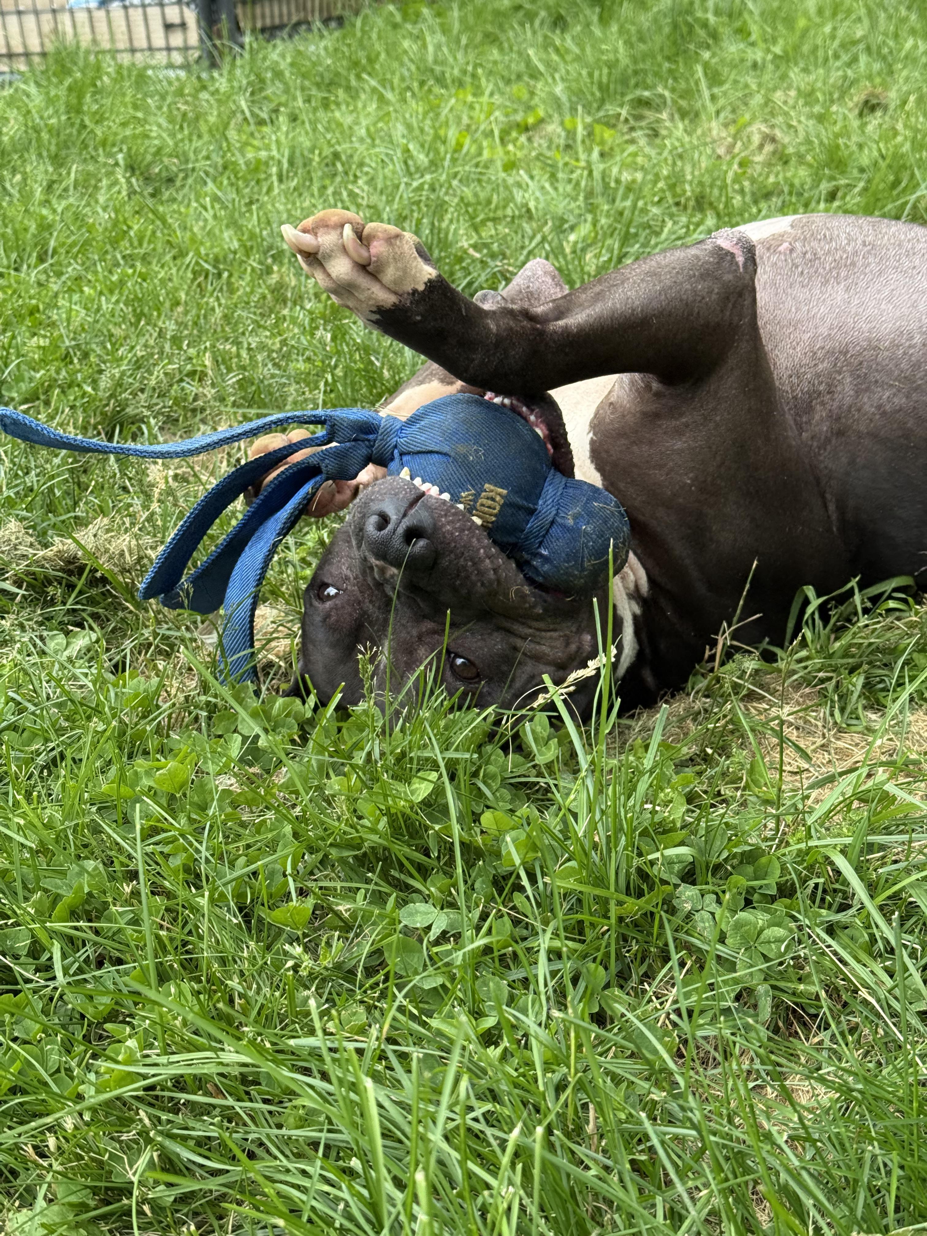 Enlarge Deebo, a Adoptable mixed breed in Stahlstown, PA image 5/6