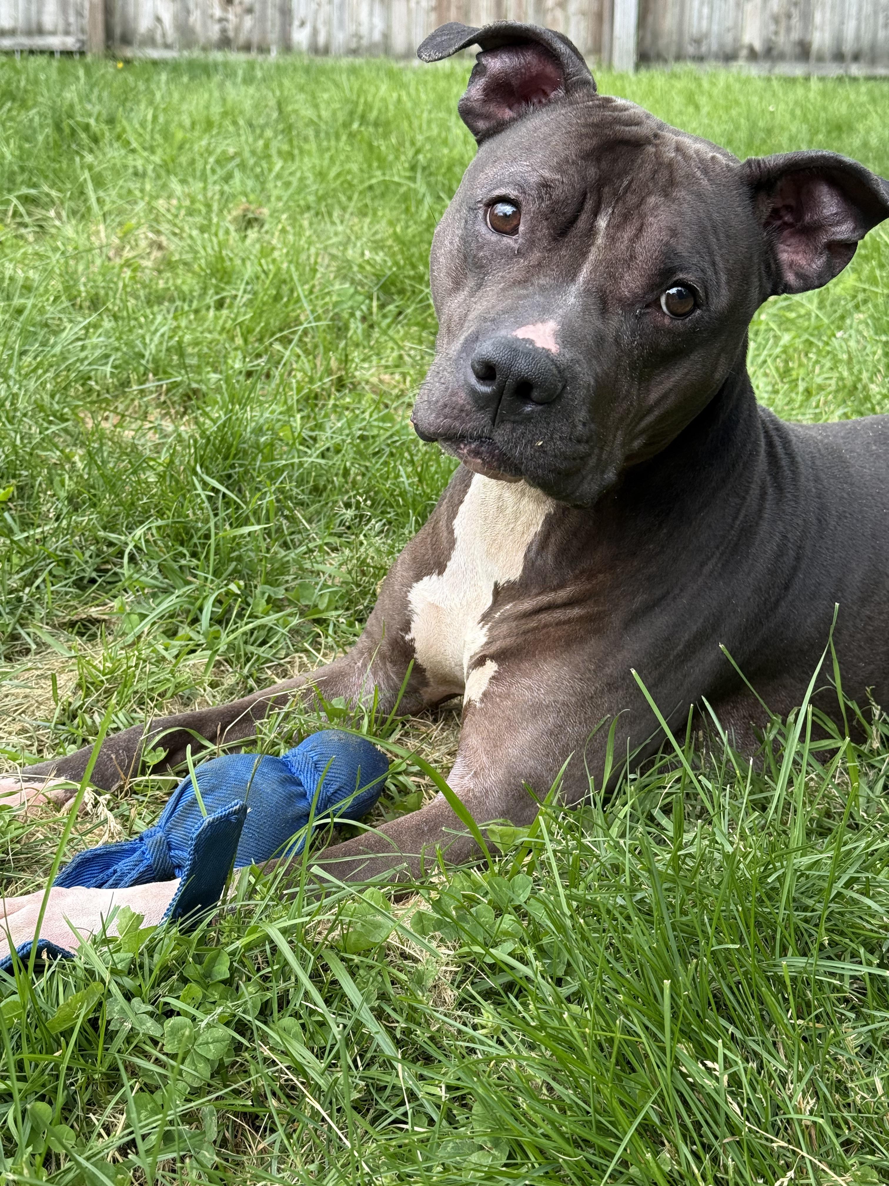 Enlarge Deebo, a Adoptable mixed breed in Stahlstown, PA image 6/6