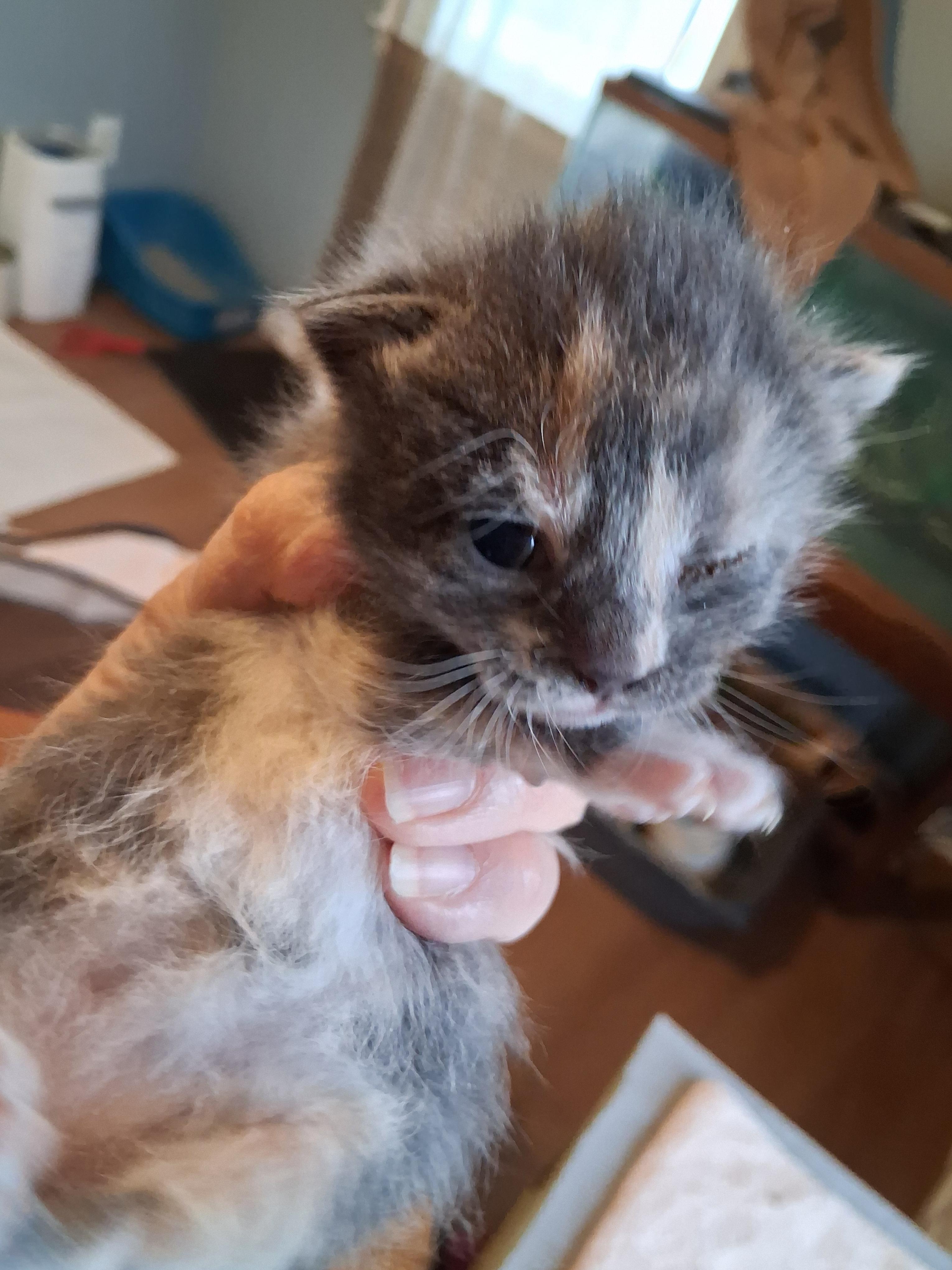 Enlarge Dilute Tortie female kitten, a ADOPTABLE Dilute Tortoiseshell in Greensboro, NC image 3/4
