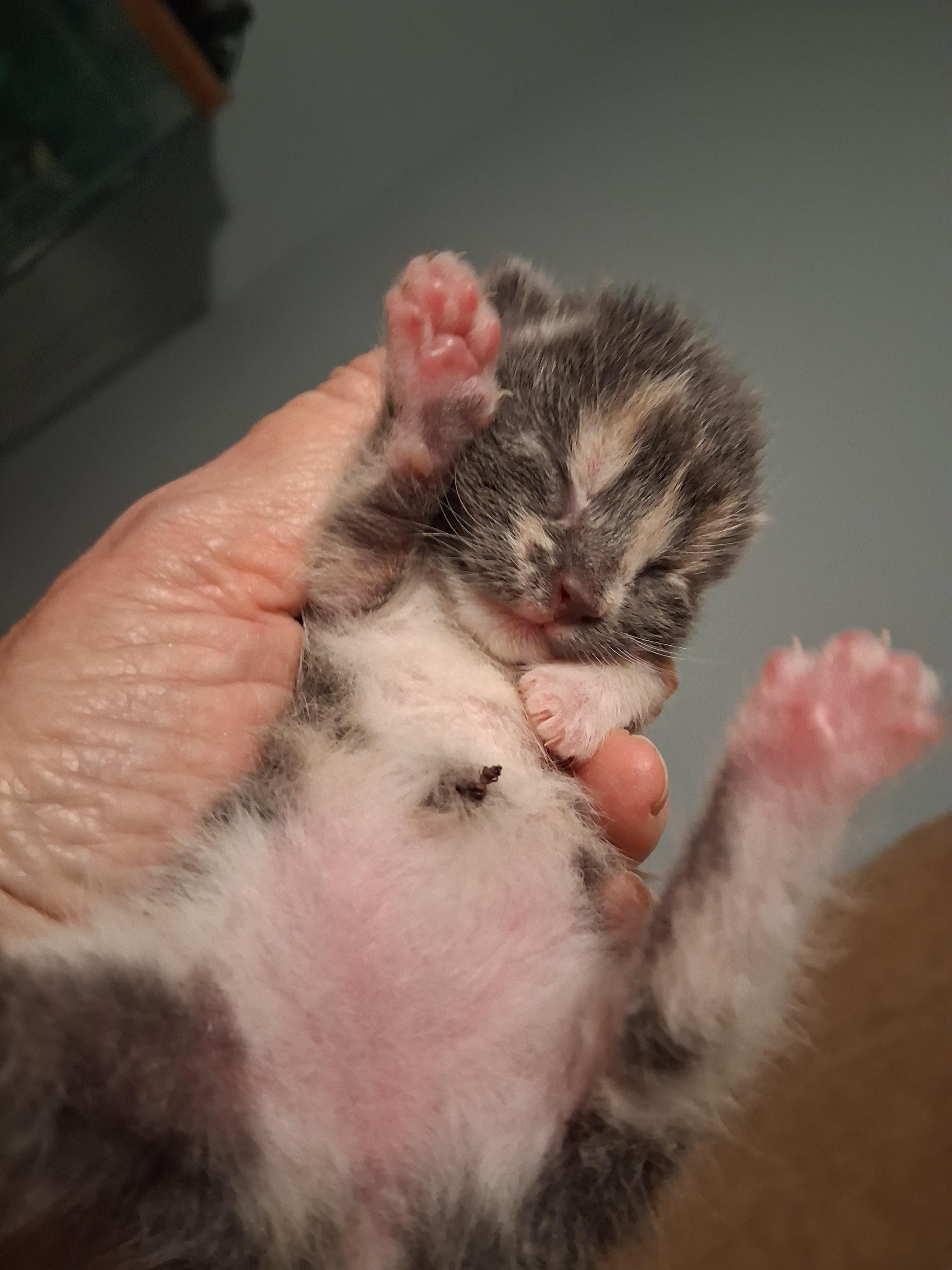 Enlarge Dilute Tortie female kitten, a ADOPTABLE Dilute Tortoiseshell in Greensboro, NC image 1/2