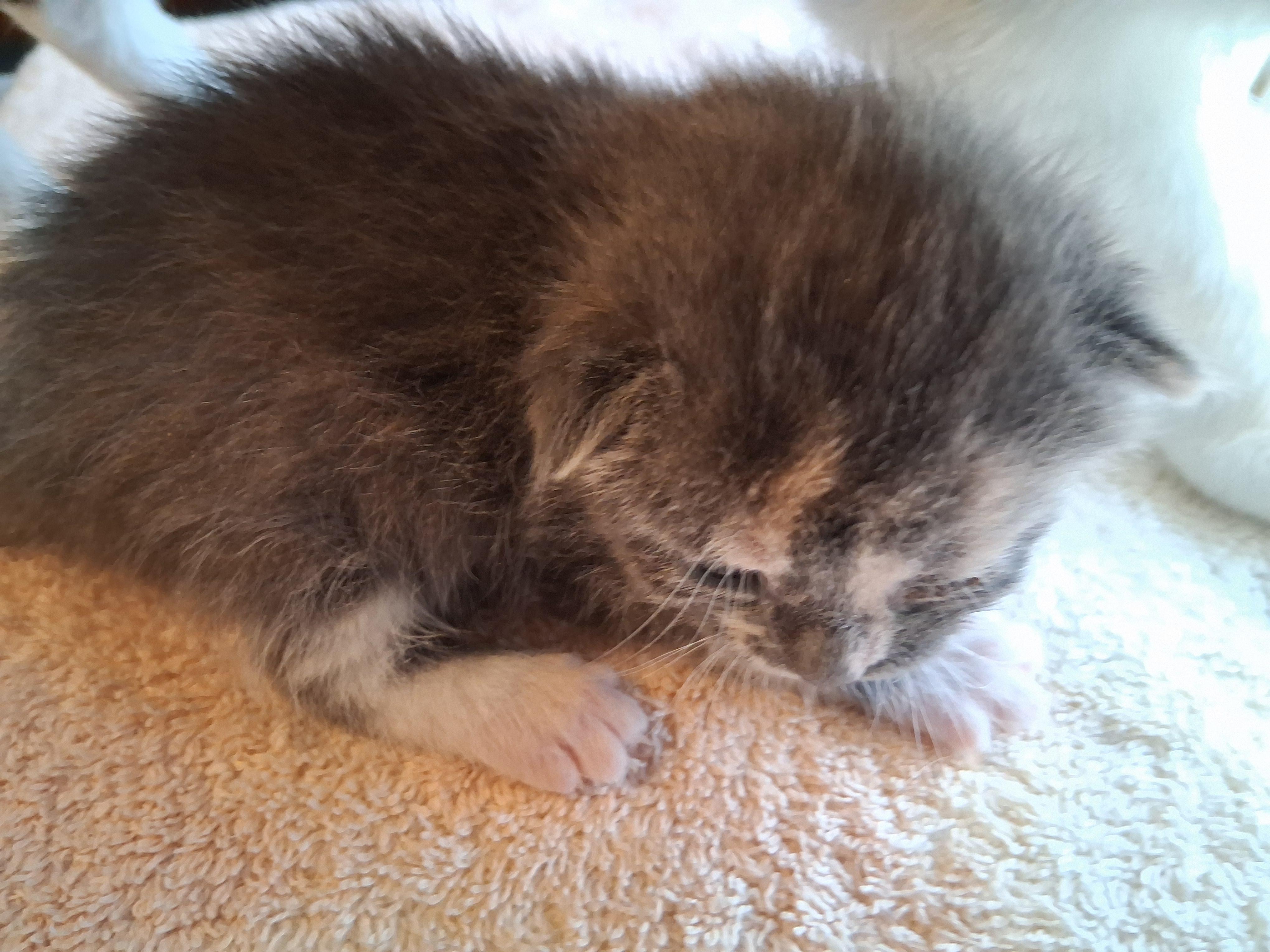 Enlarge Dilute Tortie female kitten, a ADOPTABLE Dilute Tortoiseshell in Greensboro, NC image 1/4