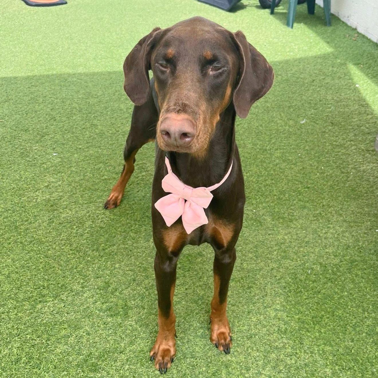 Turtle 3590, Adoptable, Young Male Doberman Pinscher.