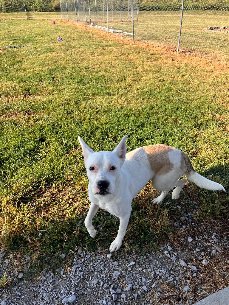 Mariella, Adoptable, Young Female Pit Bull Terrier.