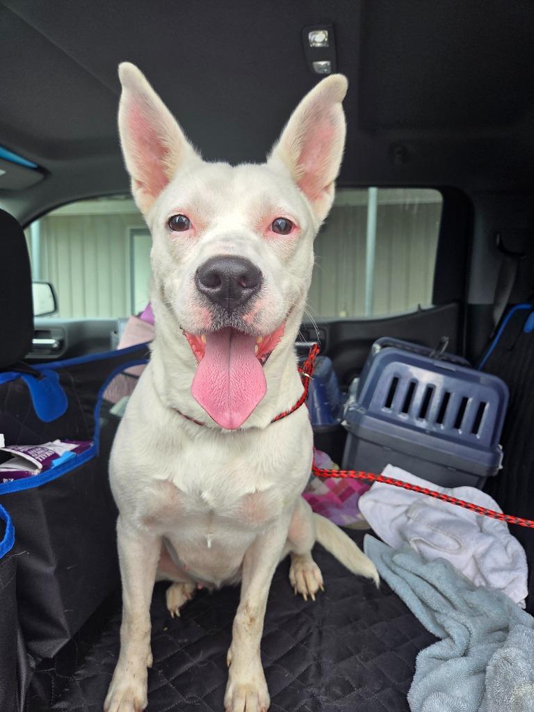 Mariella, a Adoptable mixed breed in Hopkinsville, KY image 2/6