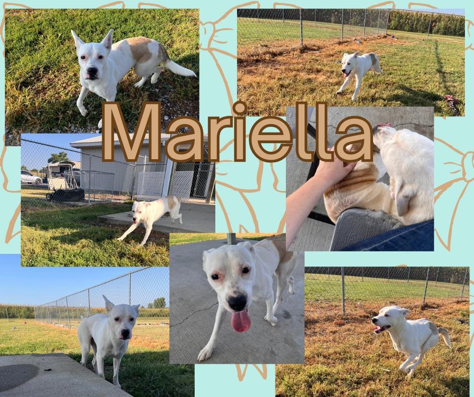 Mariella, a Adoptable mixed breed in Hopkinsville, KY image 3/6