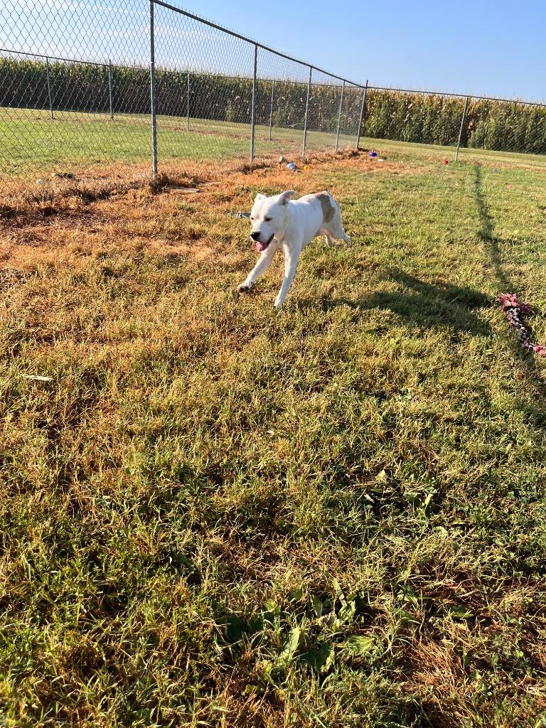 Mariella, a Adoptable mixed breed in Hopkinsville, KY image 4/6