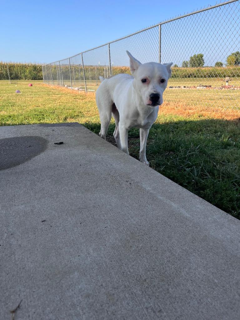 Mariella, a Adoptable mixed breed in Hopkinsville, KY image 5/6