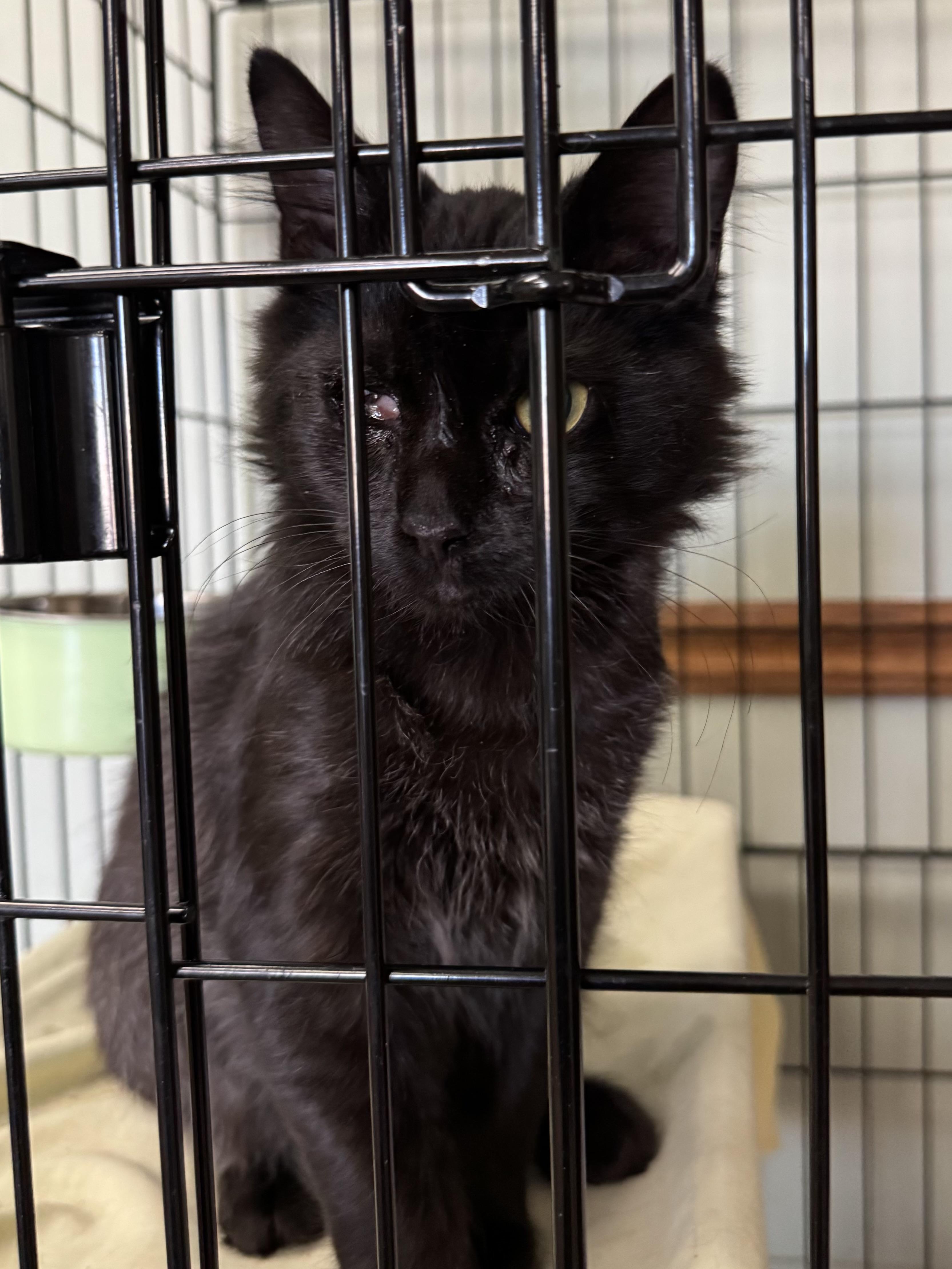 Enlarge Popeye, an adopted mixed breed in Valley Center, KS image 2/3