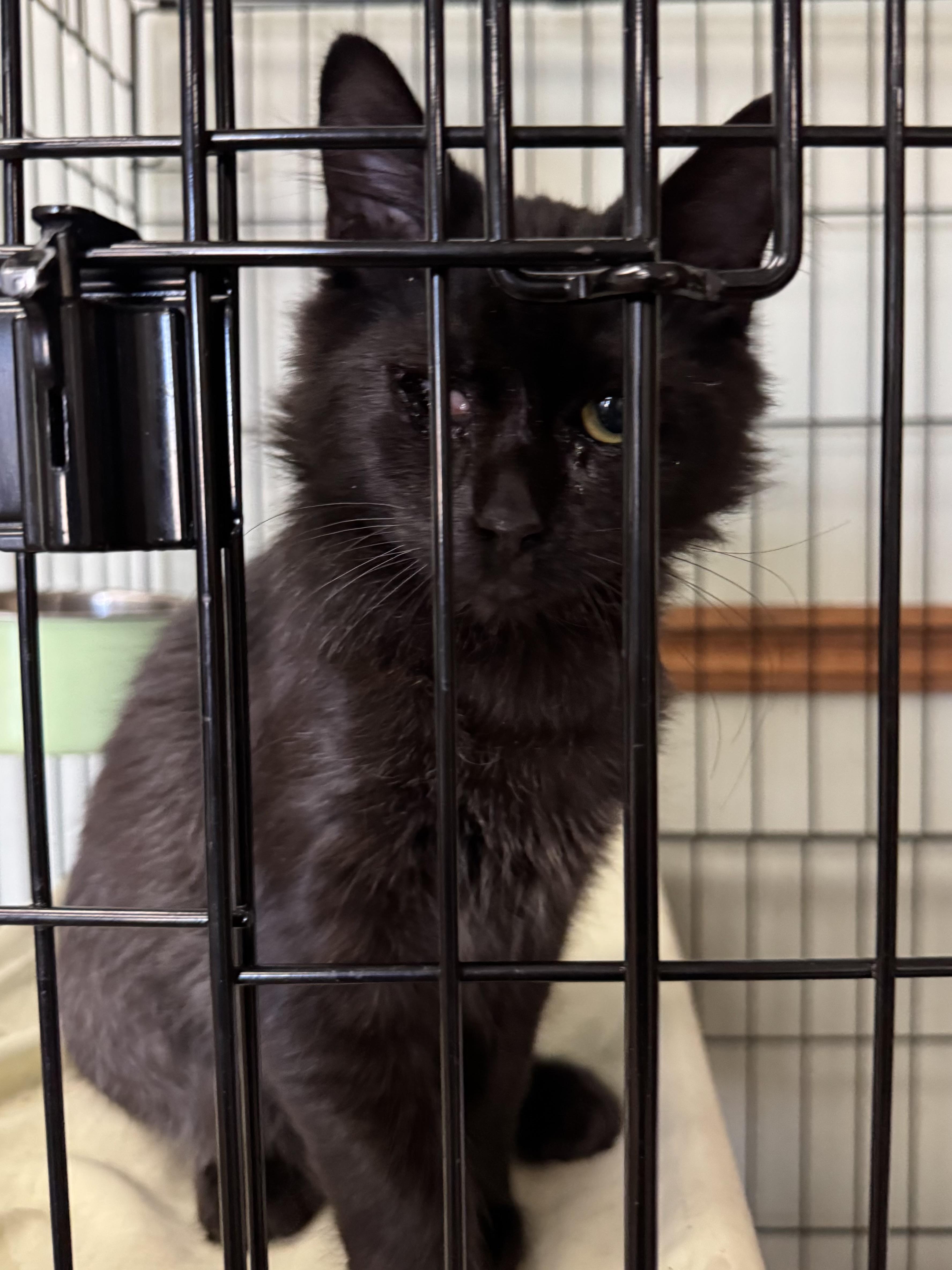 Popeye, ADOPTABLE, Kitten Male Domestic Medium Hair.