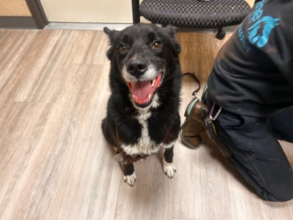 Enlarge Daytona, a Adoptable mixed breed in Oceanside, CA image 2/2