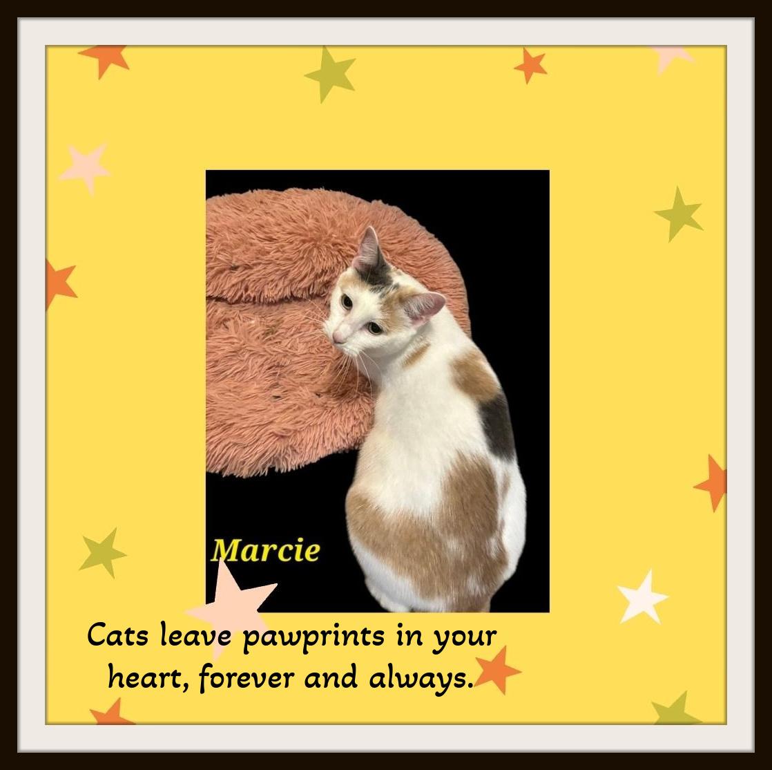 Marcie - I will be your purfect partner, purrs are waiting for you!