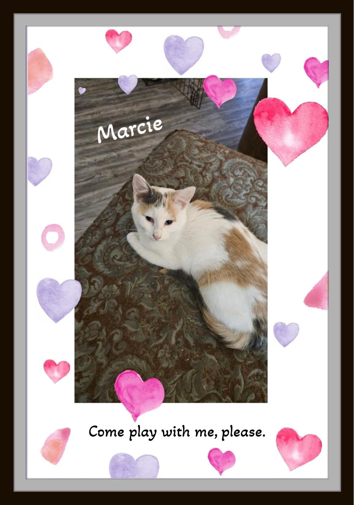 Marcie - I will be your purfect partner,  purrs are waiting for you! 2
