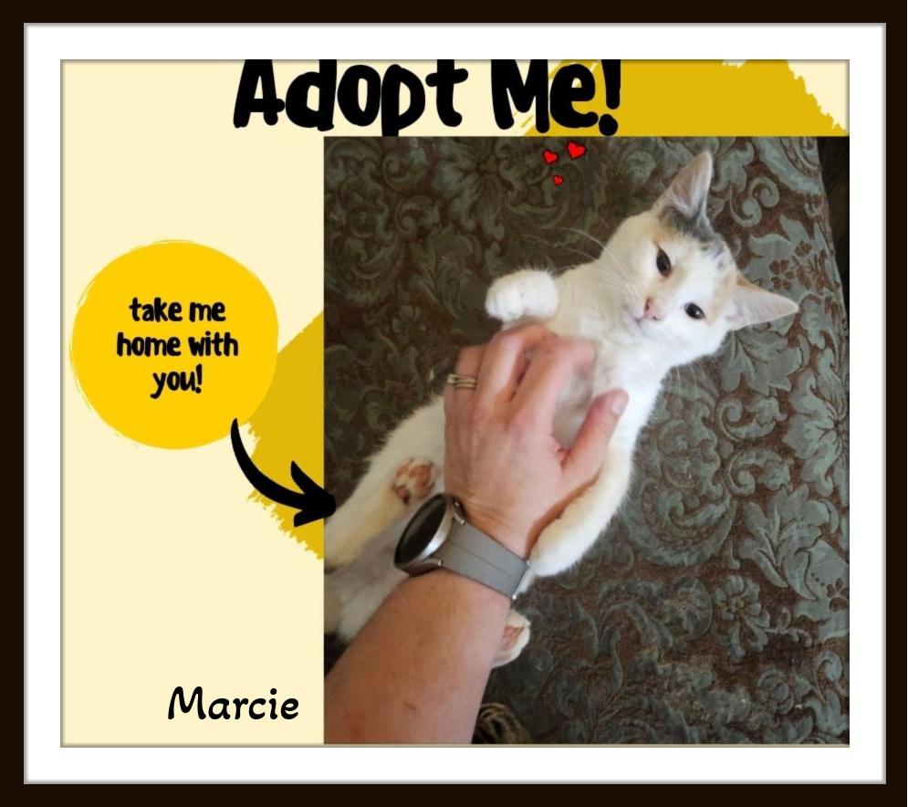 Marcie - I will be your purfect partner,  purrs are waiting for you! 3