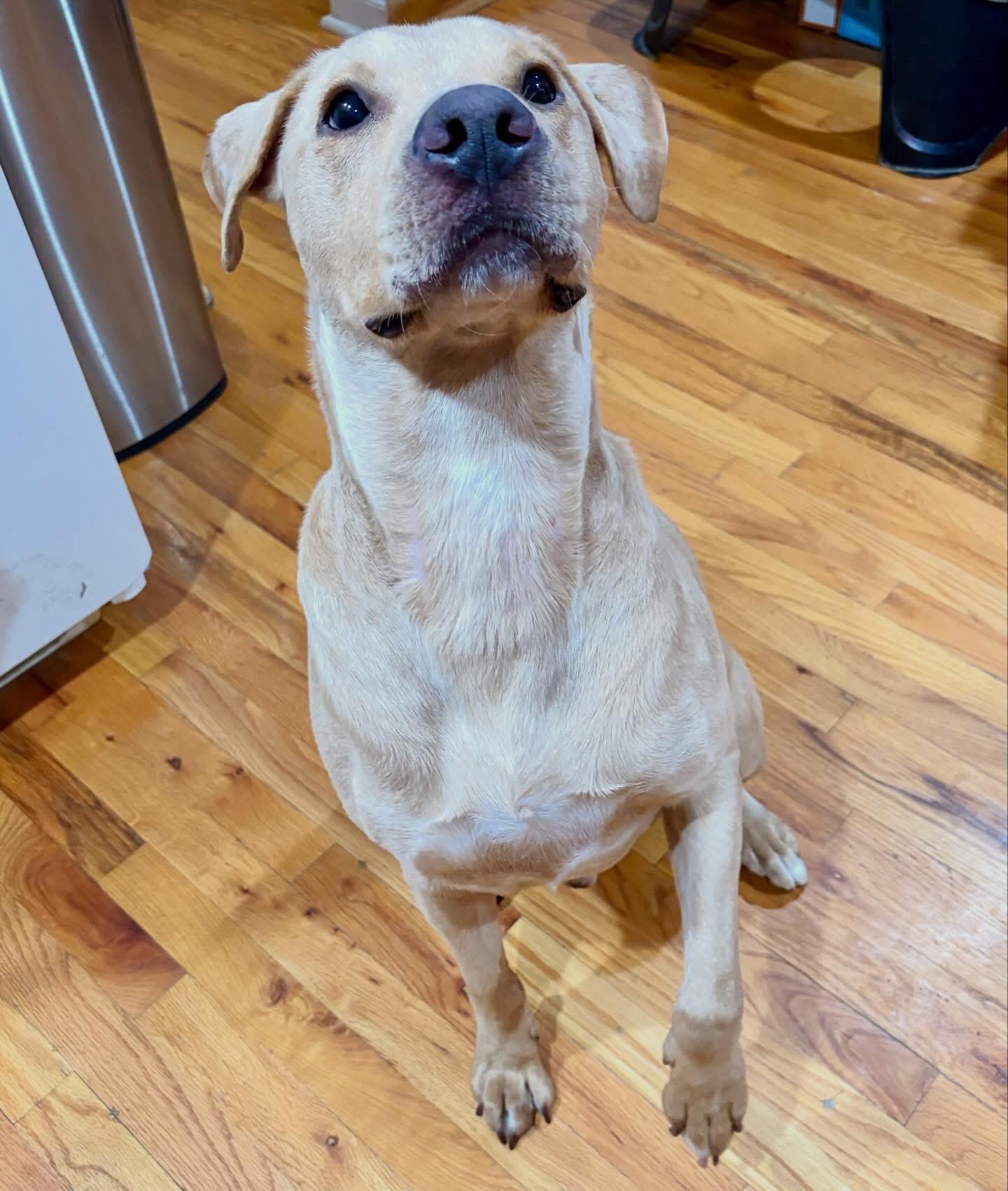 Enlarge Sunny, a ADOPTABLE mixed breed in Highland, NY image 5/5