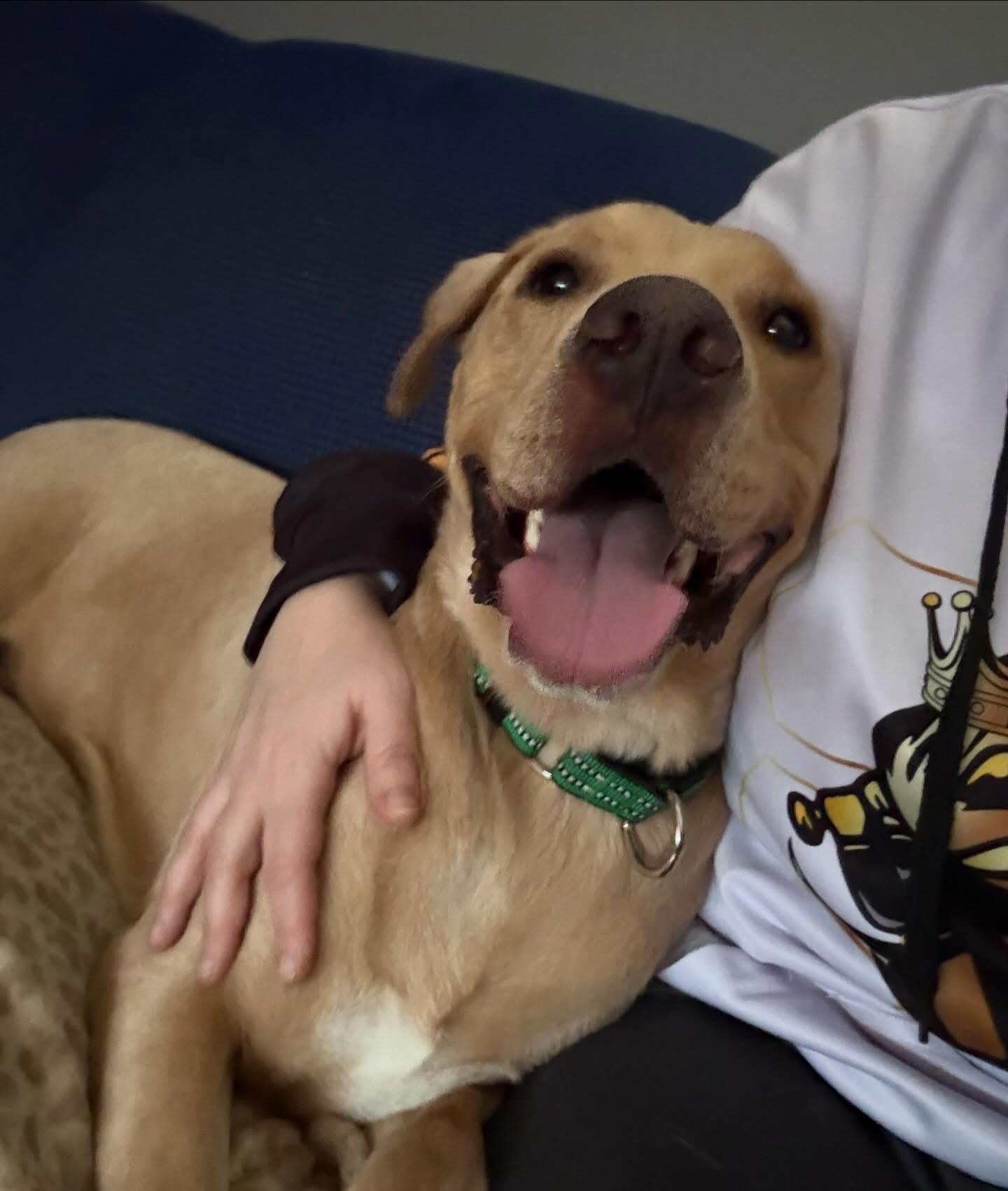 Enlarge Sunny, a ADOPTABLE mixed breed in Highland, NY image 4/5