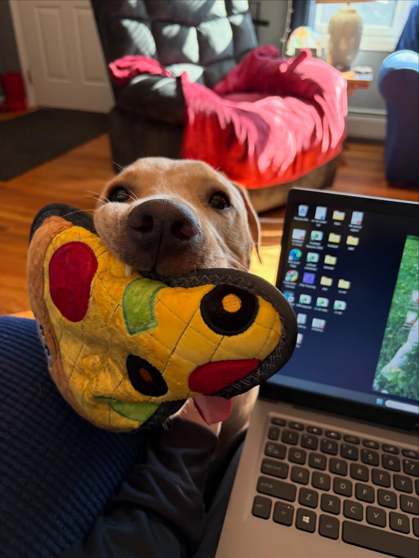 Enlarge Sunny, a ADOPTABLE mixed breed in Highland, NY image 2/5