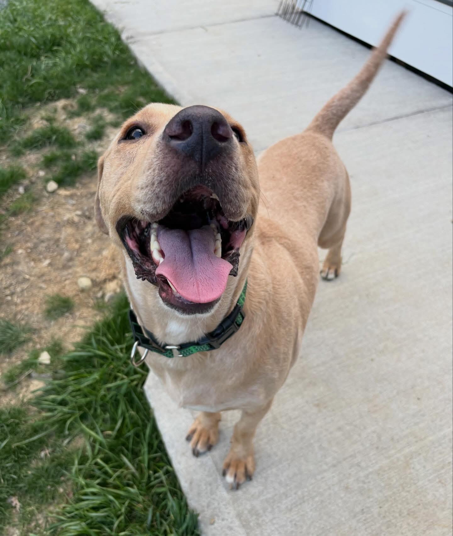 Enlarge Sunny, a ADOPTABLE mixed breed in Highland, NY image 3/5