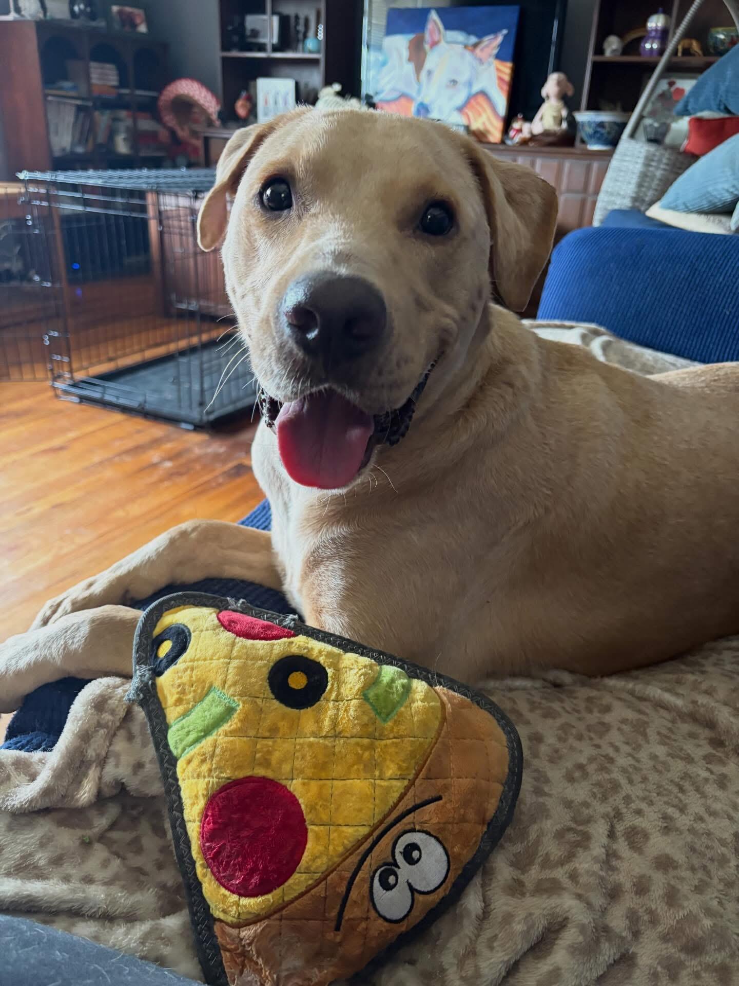 Enlarge Sunny, a ADOPTABLE mixed breed in Highland, NY image 1/5