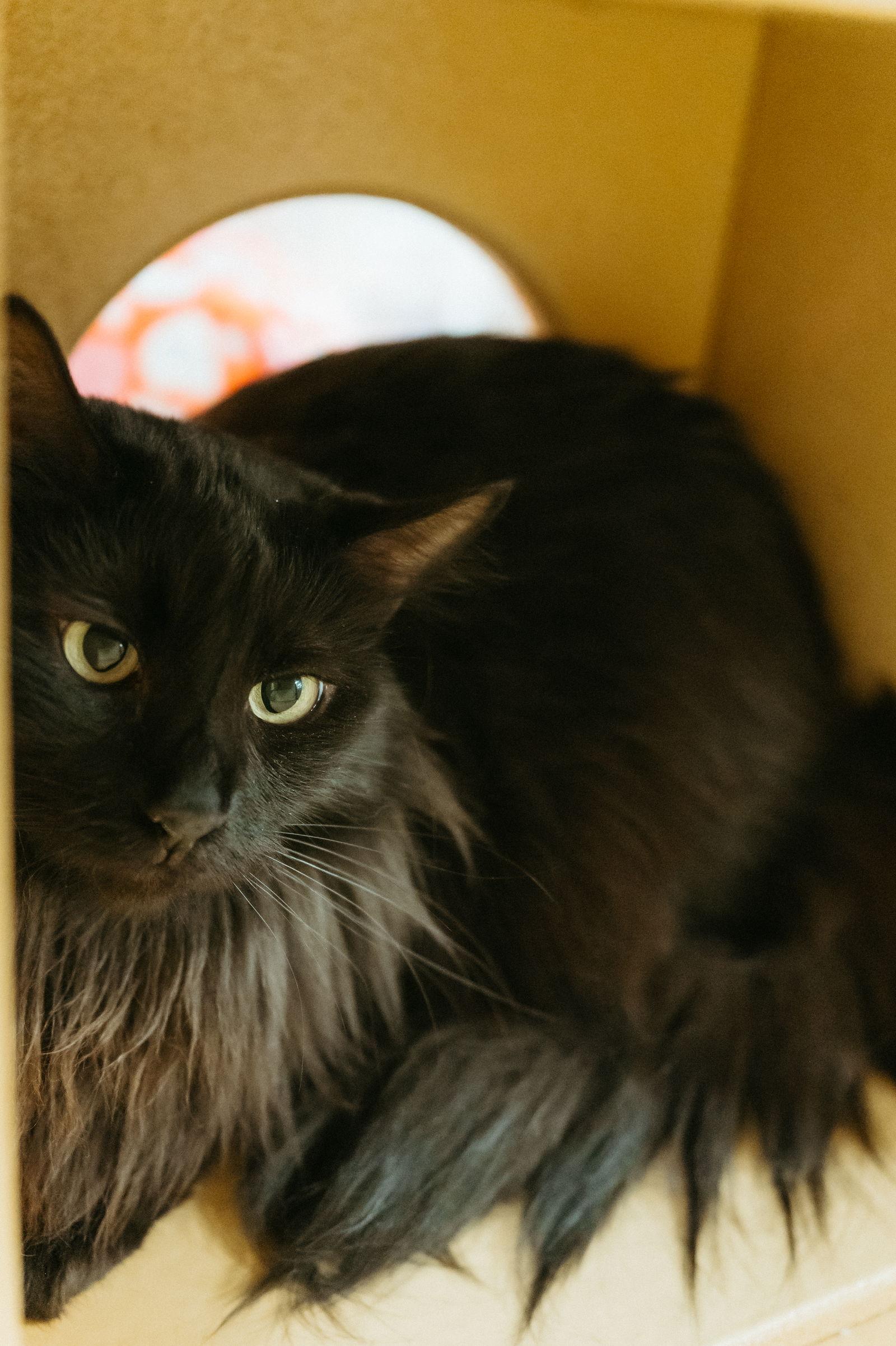 Shorty, Adoptable, Adult Male Domestic Long Hair.