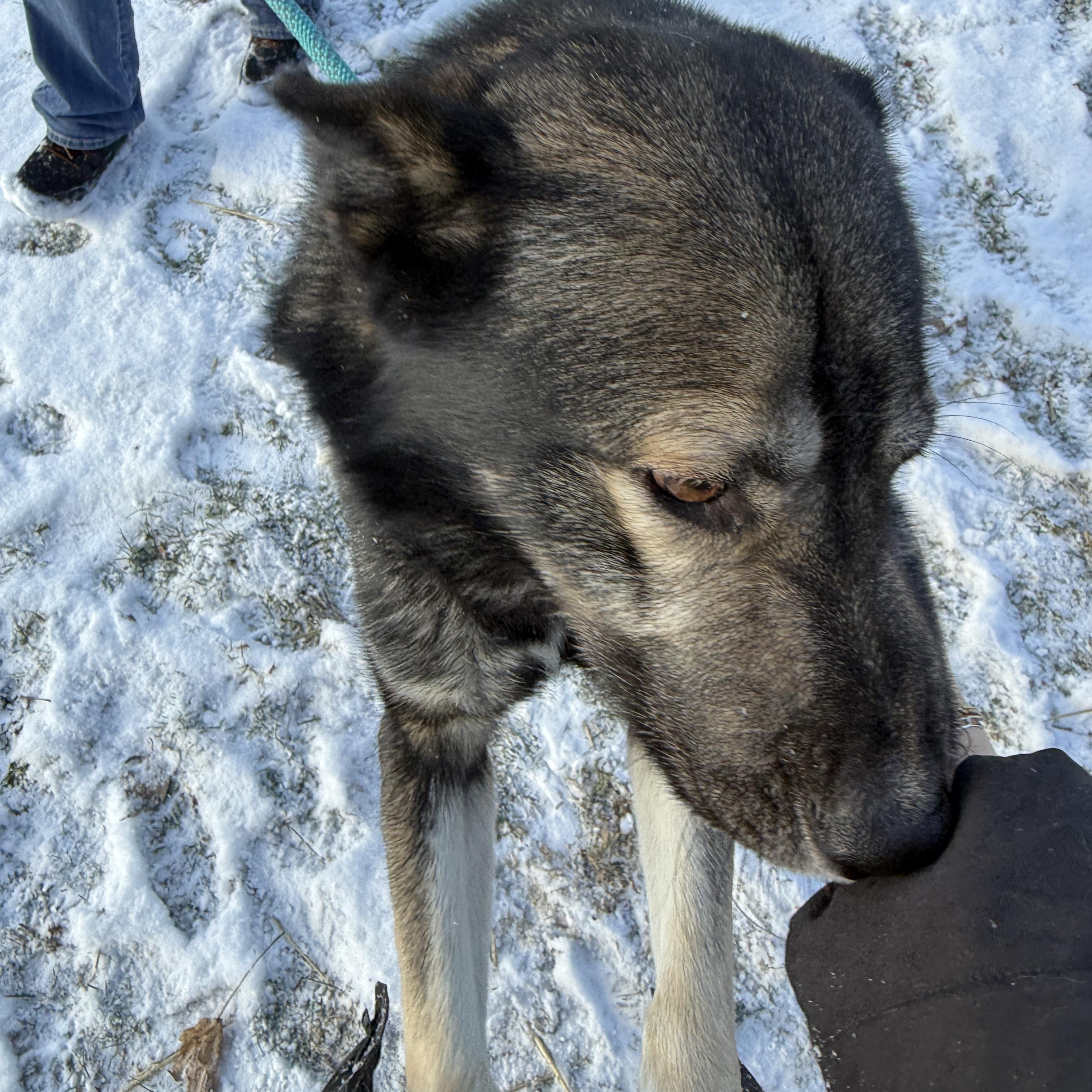Enlarge Sonic, a ADOPTABLE mixed breed in Mooresville, IN image 3/3