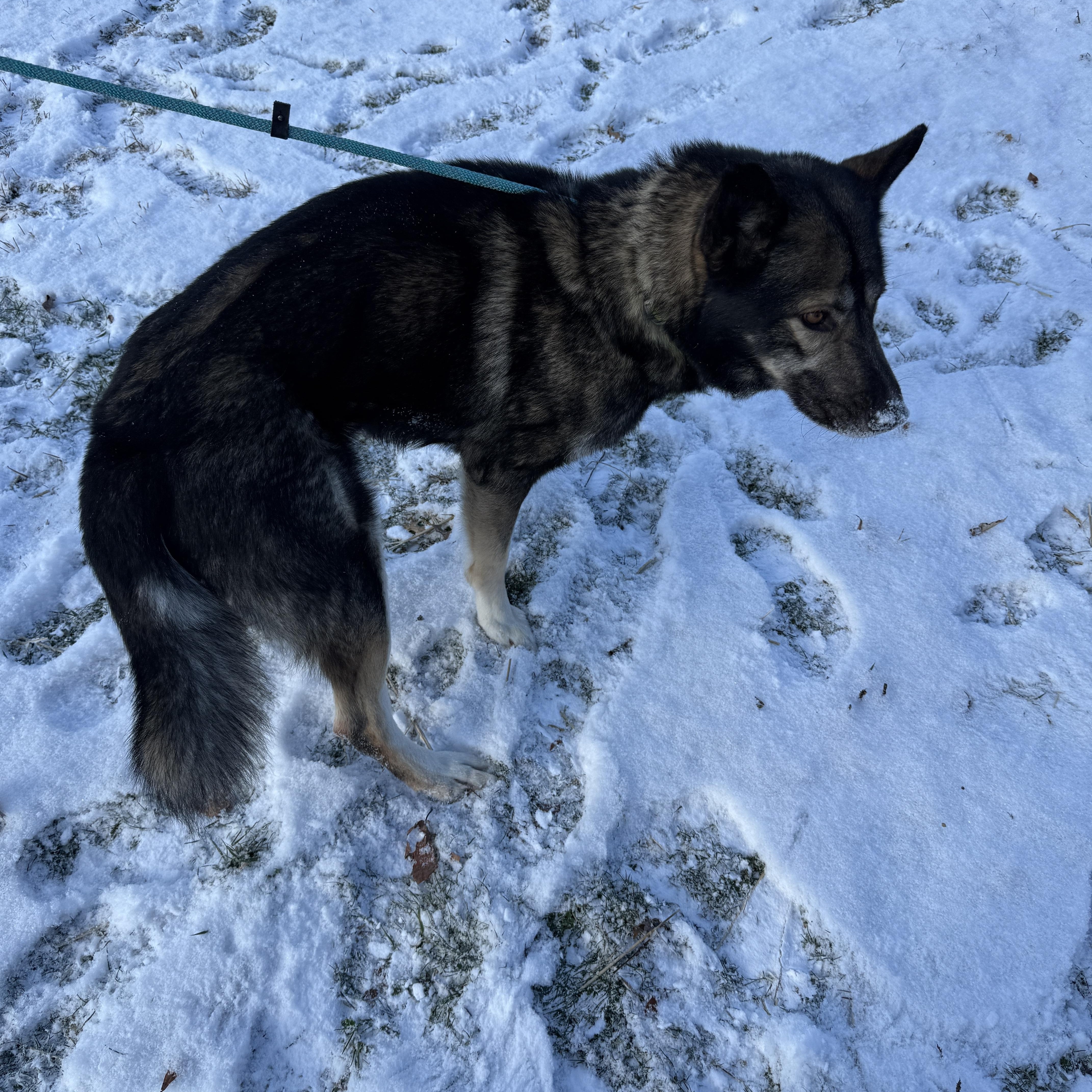 Enlarge Sonic, a ADOPTABLE mixed breed in Mooresville, IN image 2/3