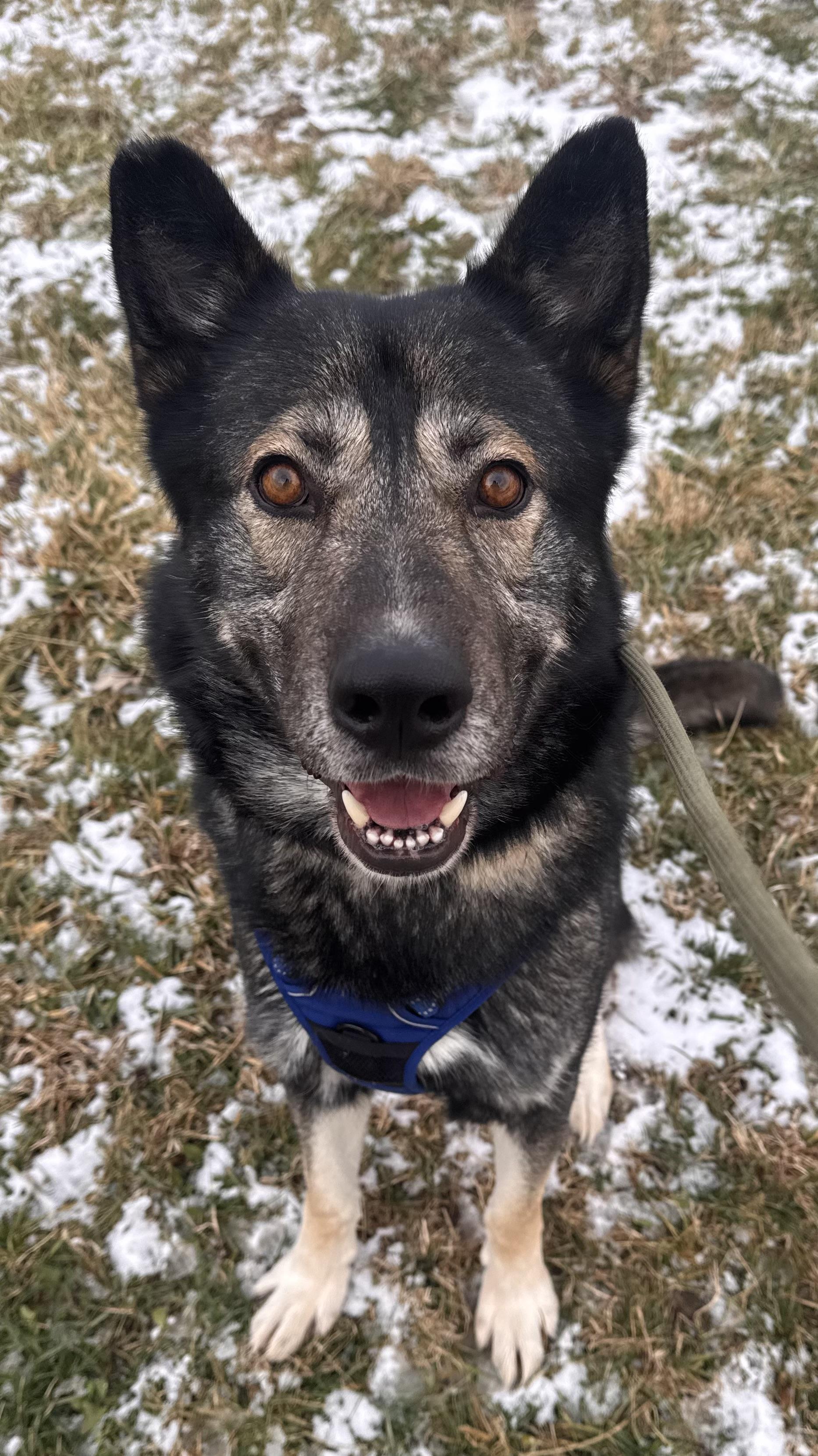Enlarge Sonic, a ADOPTABLE mixed breed in Mooresville, IN image 1/3