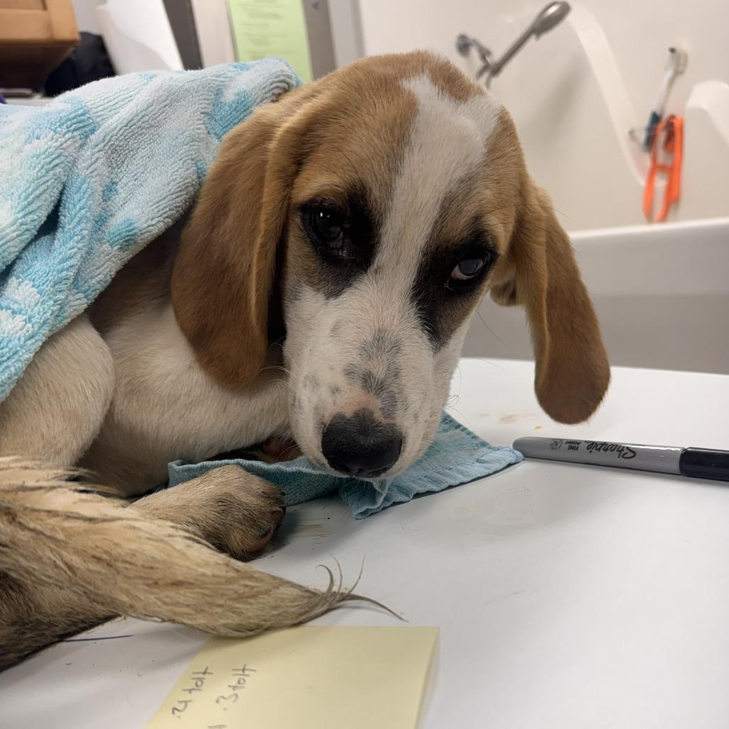 Diane, Adoptable, Puppy Female Hound & Great Pyrenees.