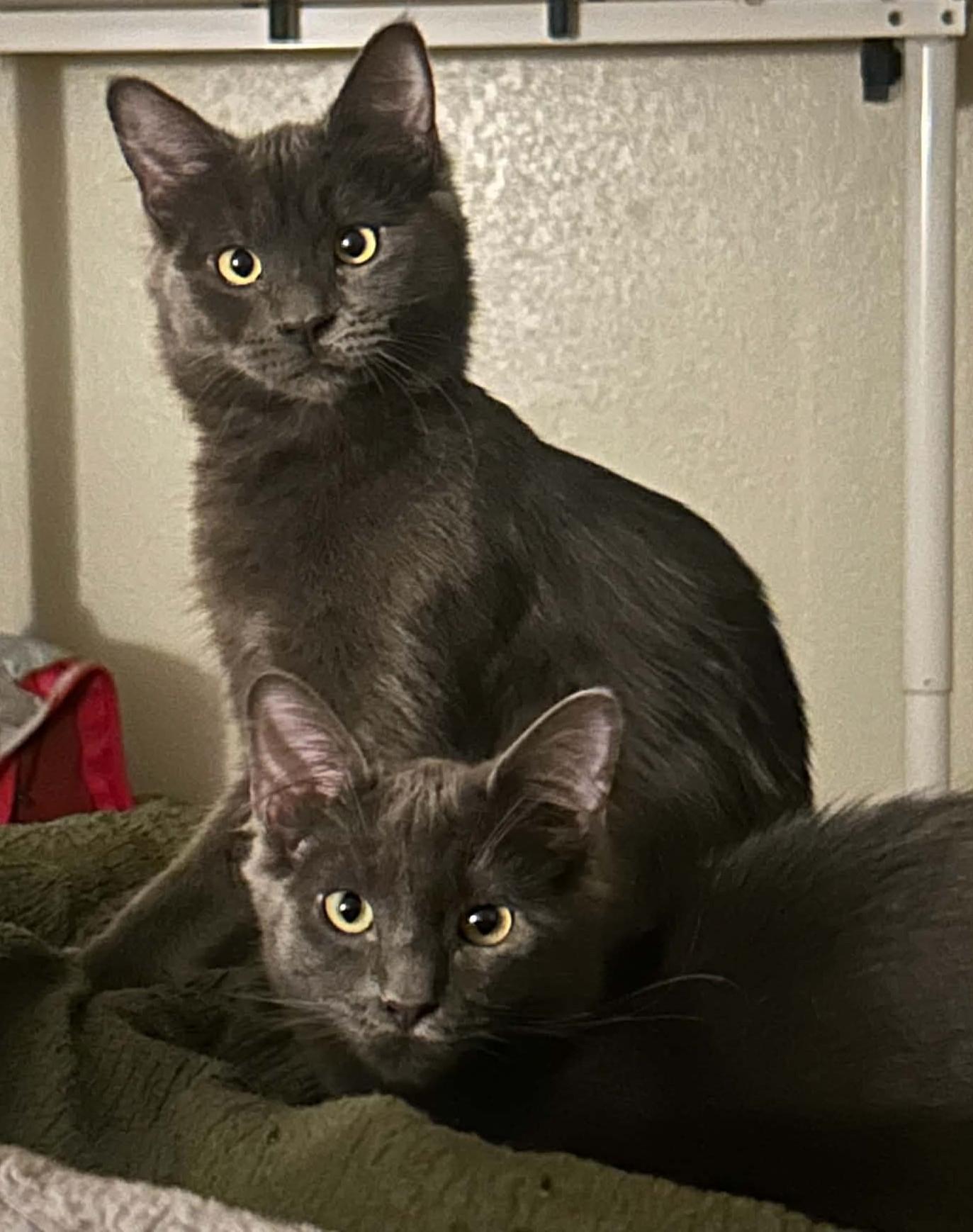 Grayling and Trout, Adopted, Kitten Male Domestic Medium Hair.