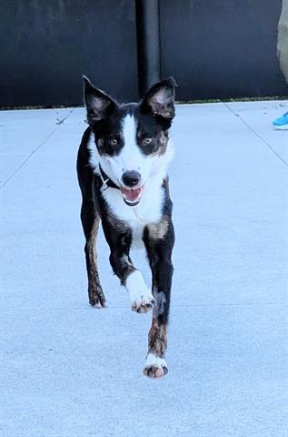 KELSEY, Adoptable, Young Female Border Collie & Mixed Breed.