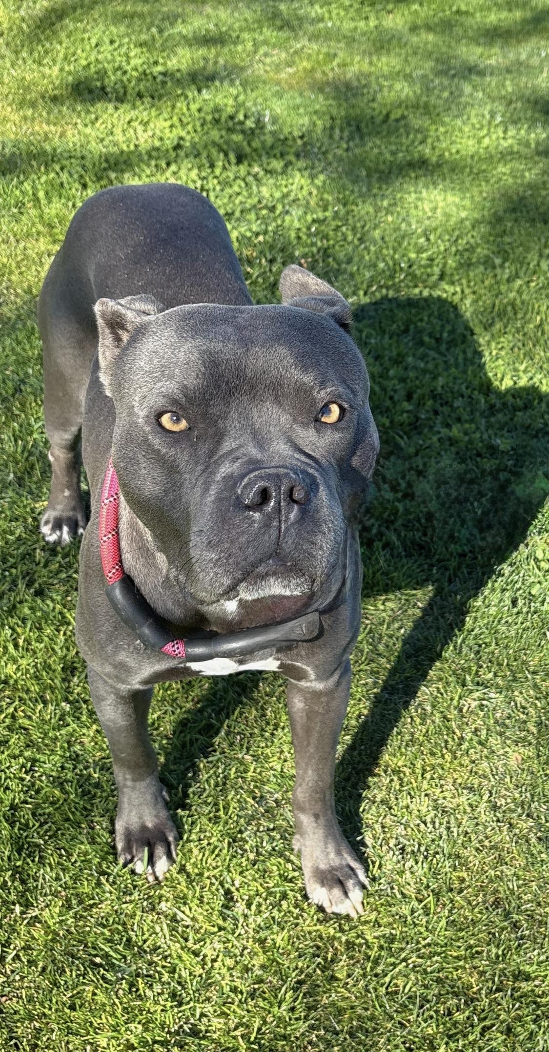 Enlarge JAX, an adopted mixed breed in Tacoma , WA image 2/6