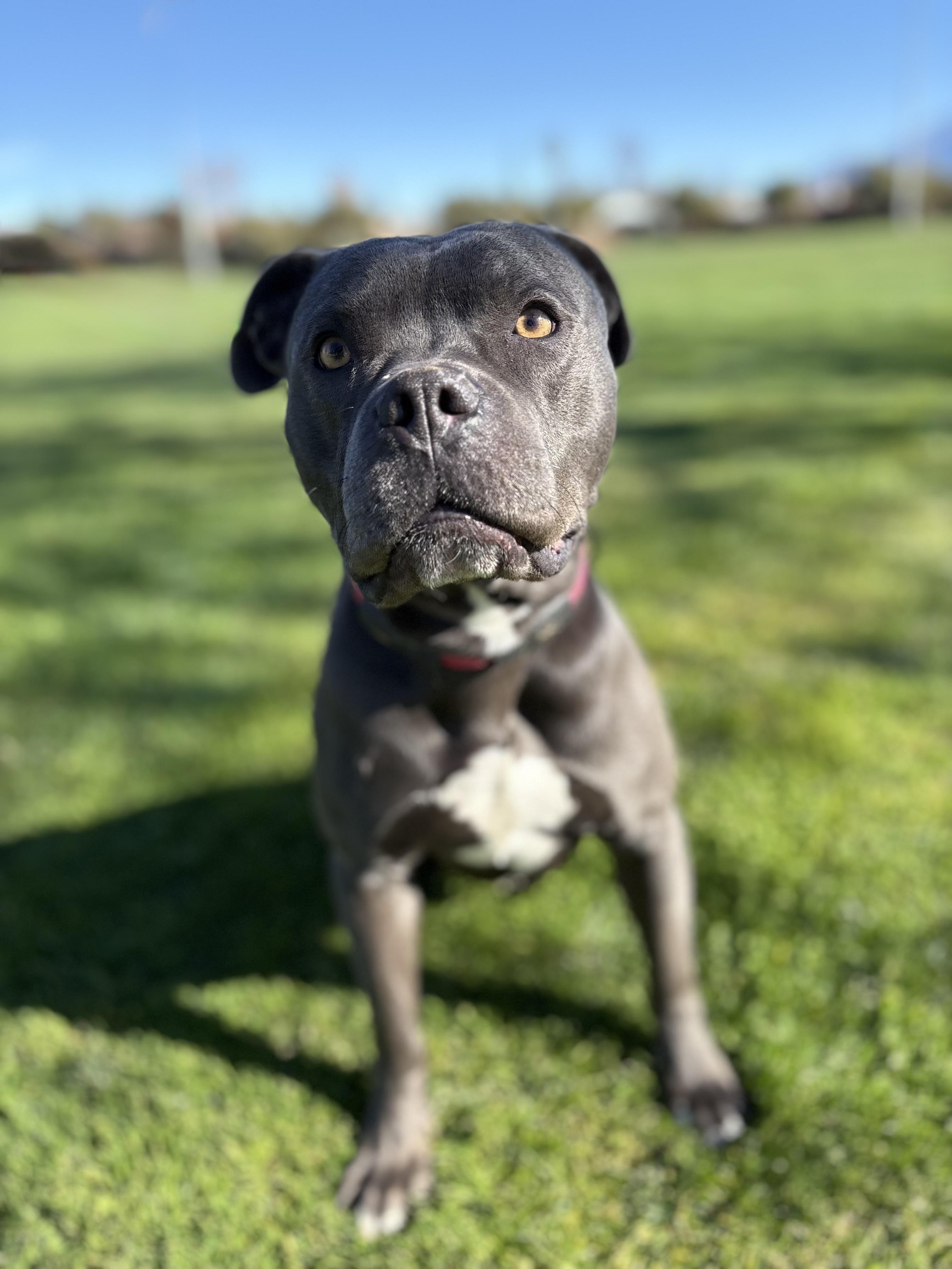 Enlarge JAX, an adopted mixed breed in Tacoma , WA image 3/6