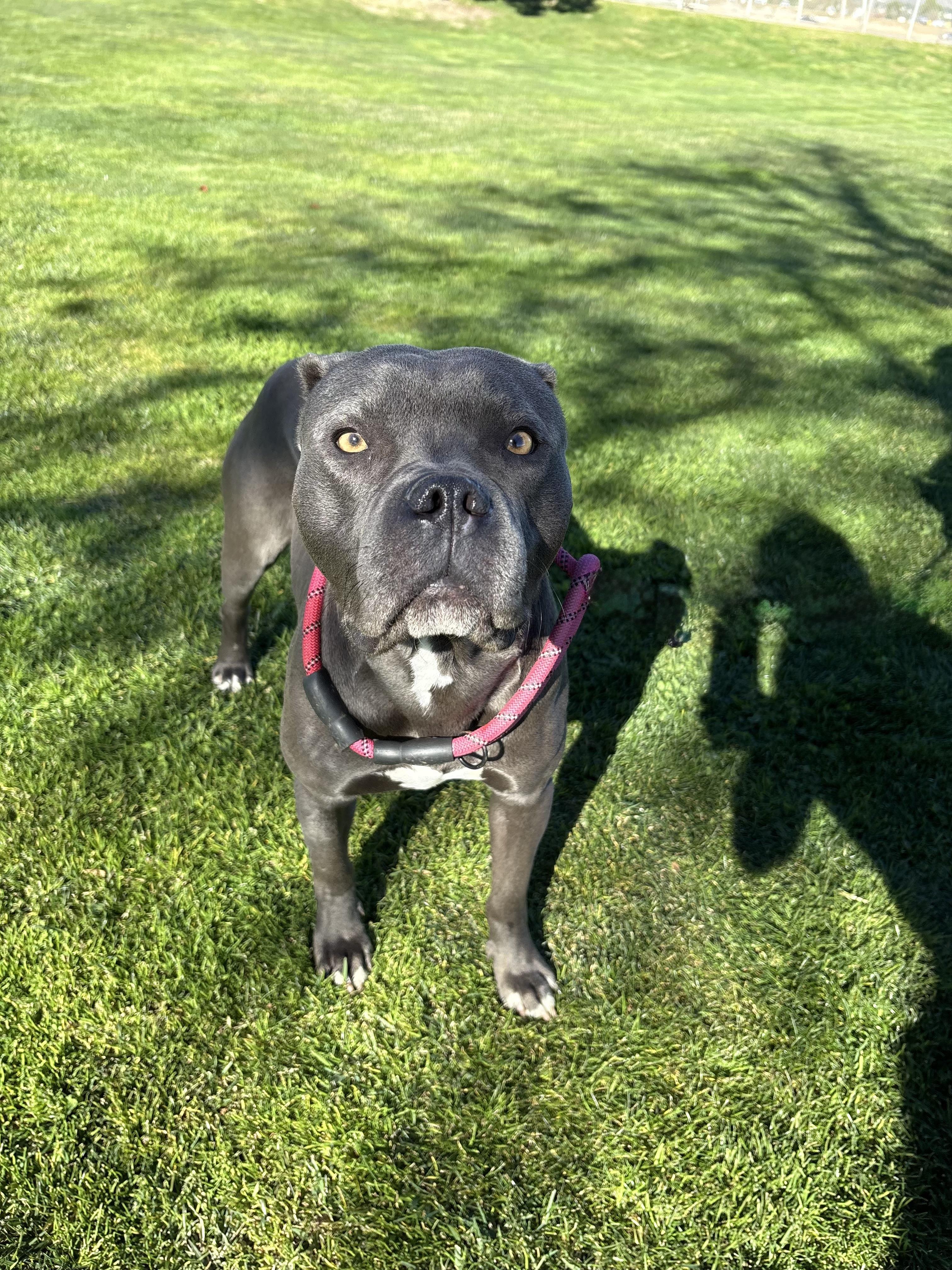 Enlarge JAX, an adopted mixed breed in Tacoma , WA image 4/6