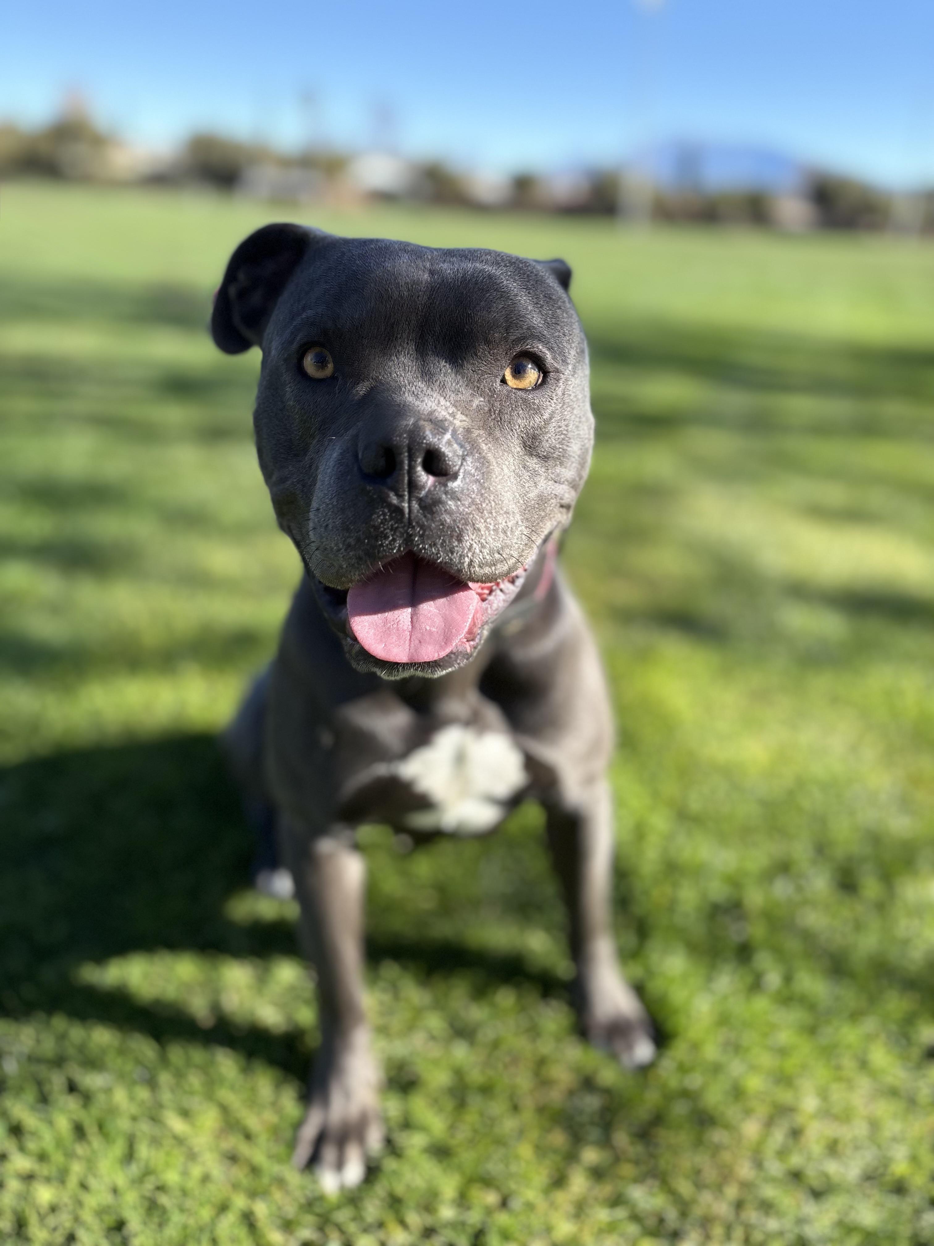 Enlarge JAX, an adopted mixed breed in Tacoma , WA image 1/6