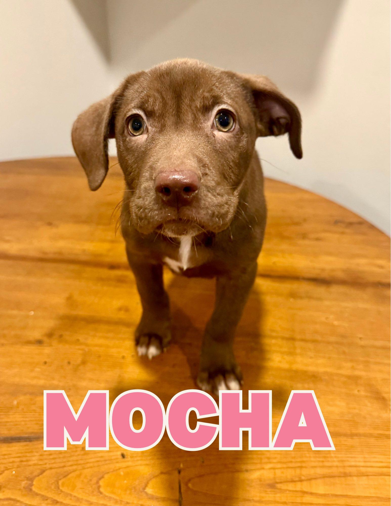 Mocha, adopted, Puppy Female Chocolate Labrador Retriever.