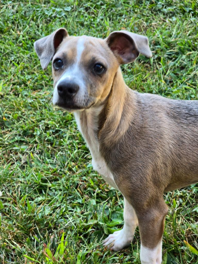 Simon, Adoptable, Young Male Terrier.