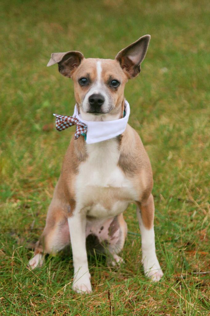 Simon, a Adoptable Terrier in Decatur, IN image 1/6