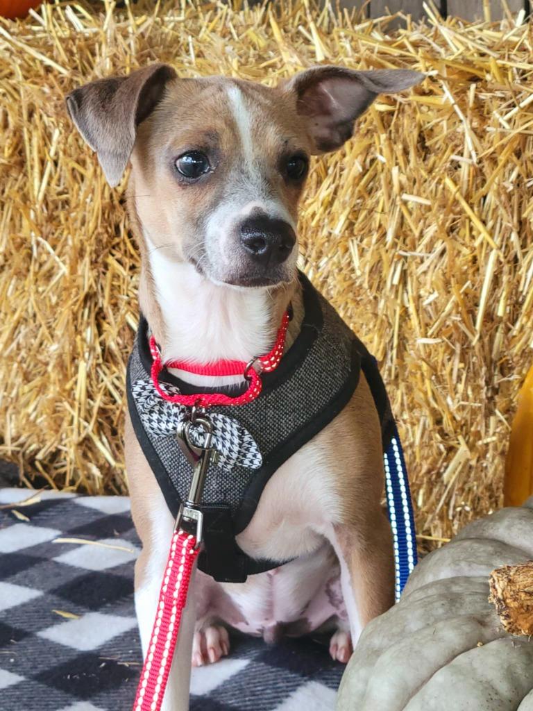 Simon, a Adoptable Terrier in Decatur, IN image 2/6