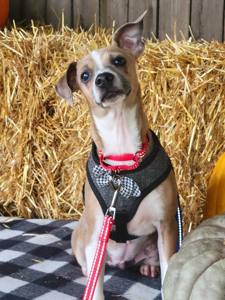 Simon, a Adoptable Terrier in Decatur, IN image 3/6