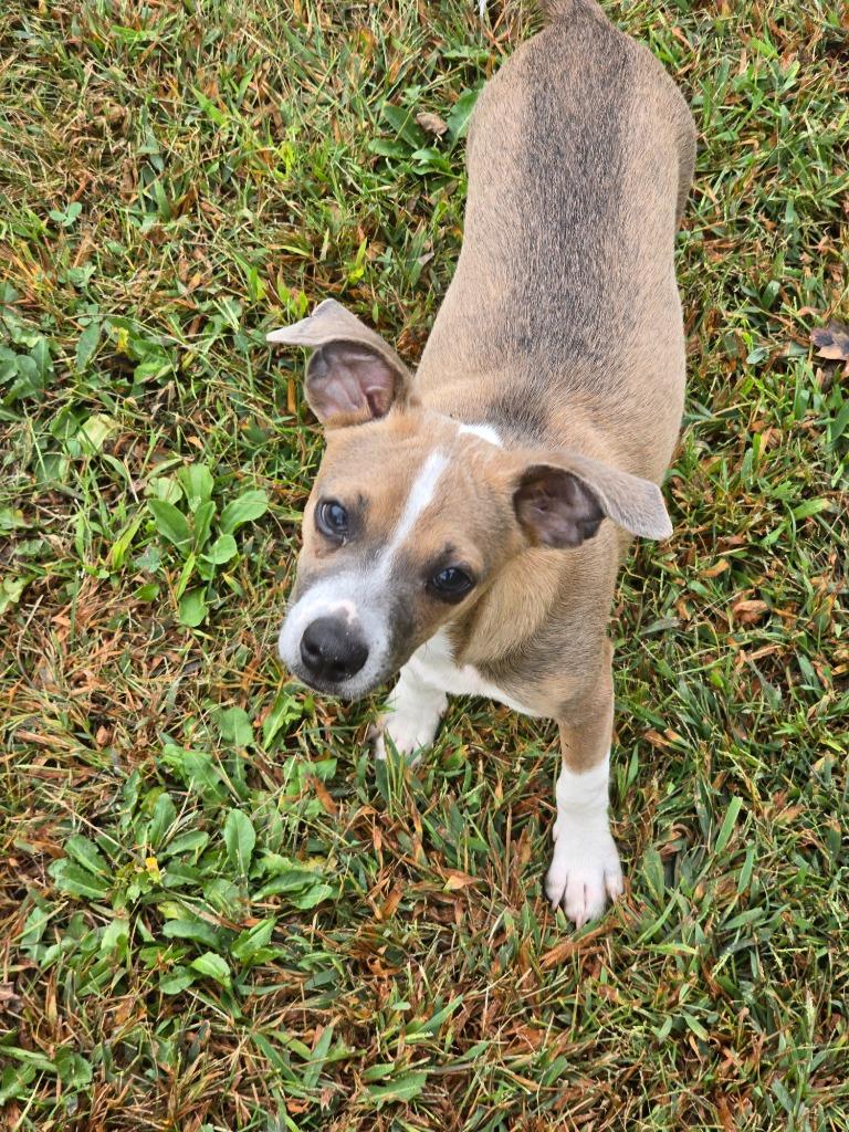 Simon, a Adoptable Terrier in Decatur, IN image 4/6