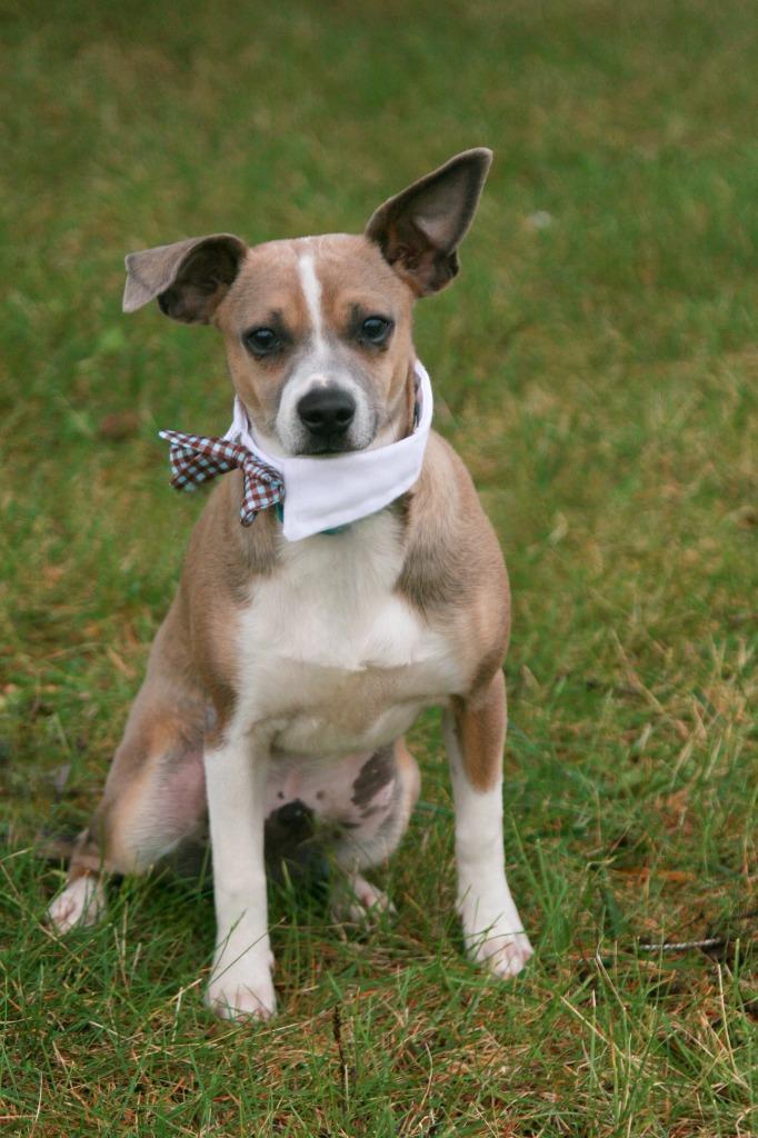 Simon, a Adoptable Terrier in Decatur, IN image 6/6