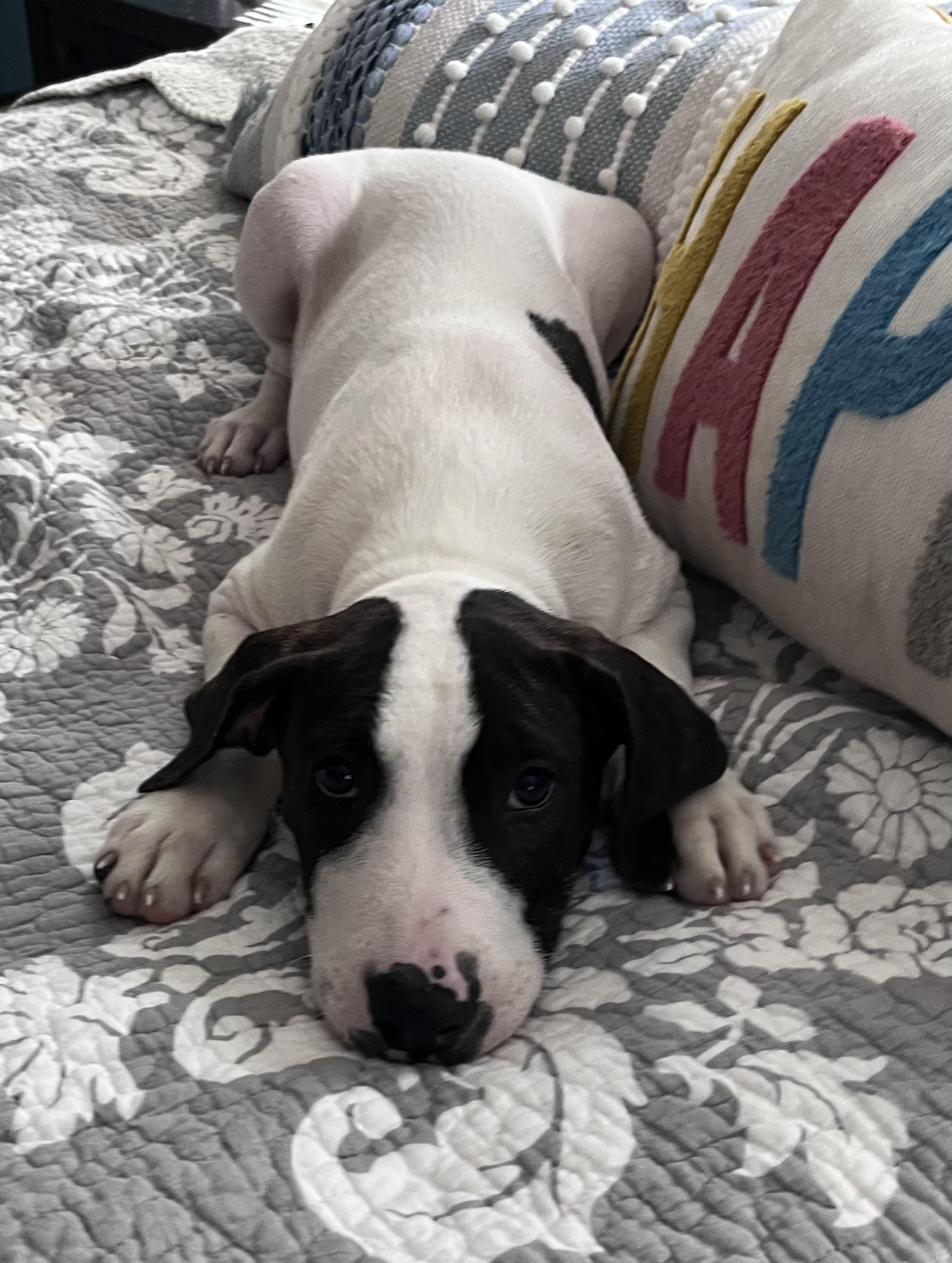 Adler, ADOPTABLE, Puppy Male Labrador Retriever & Terrier.