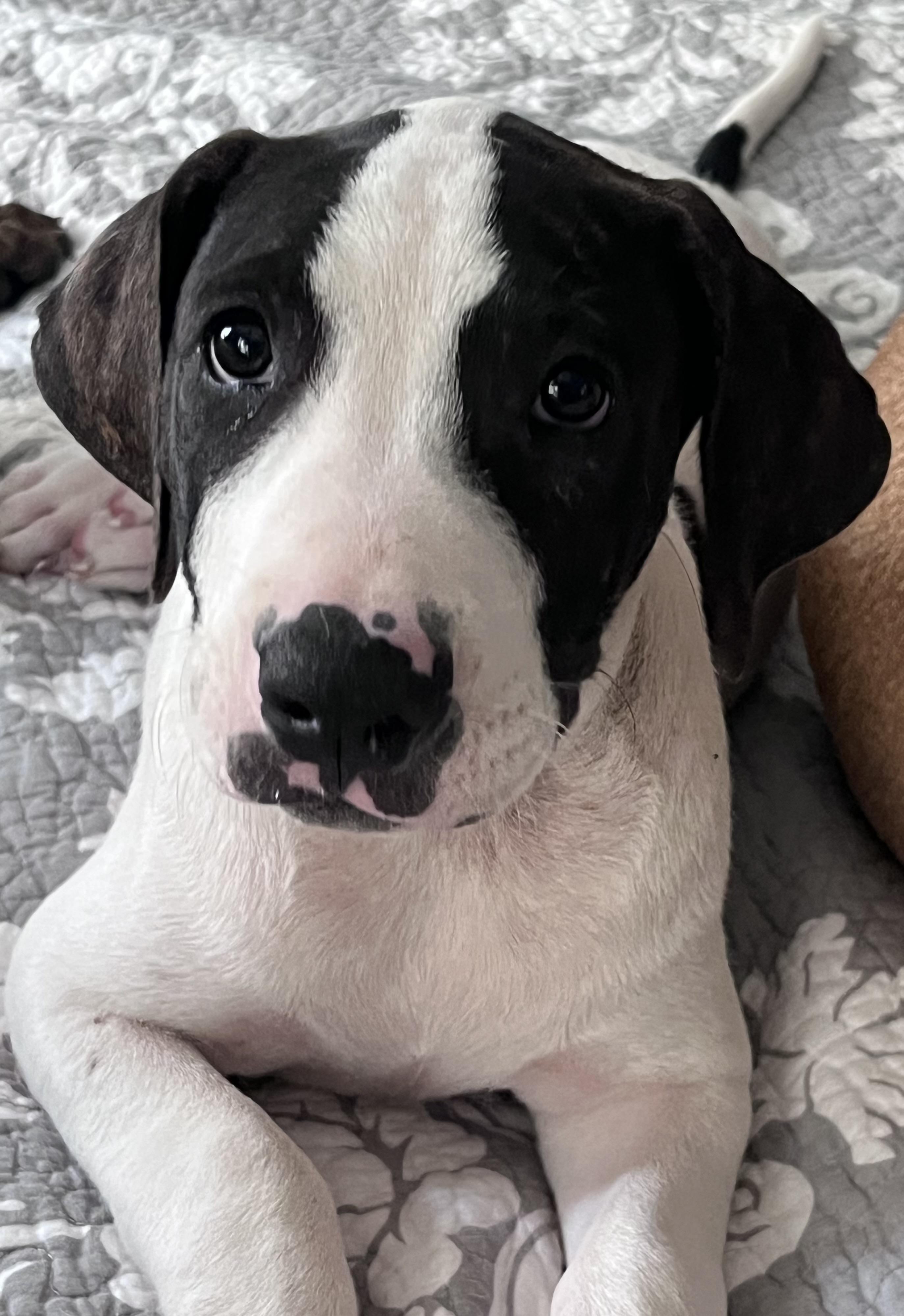 Adler, a ADOPTABLE mixed breed in Pensacola, FL image 2/2