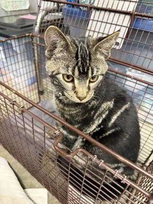 Jim Catagrini — thumbnail 2