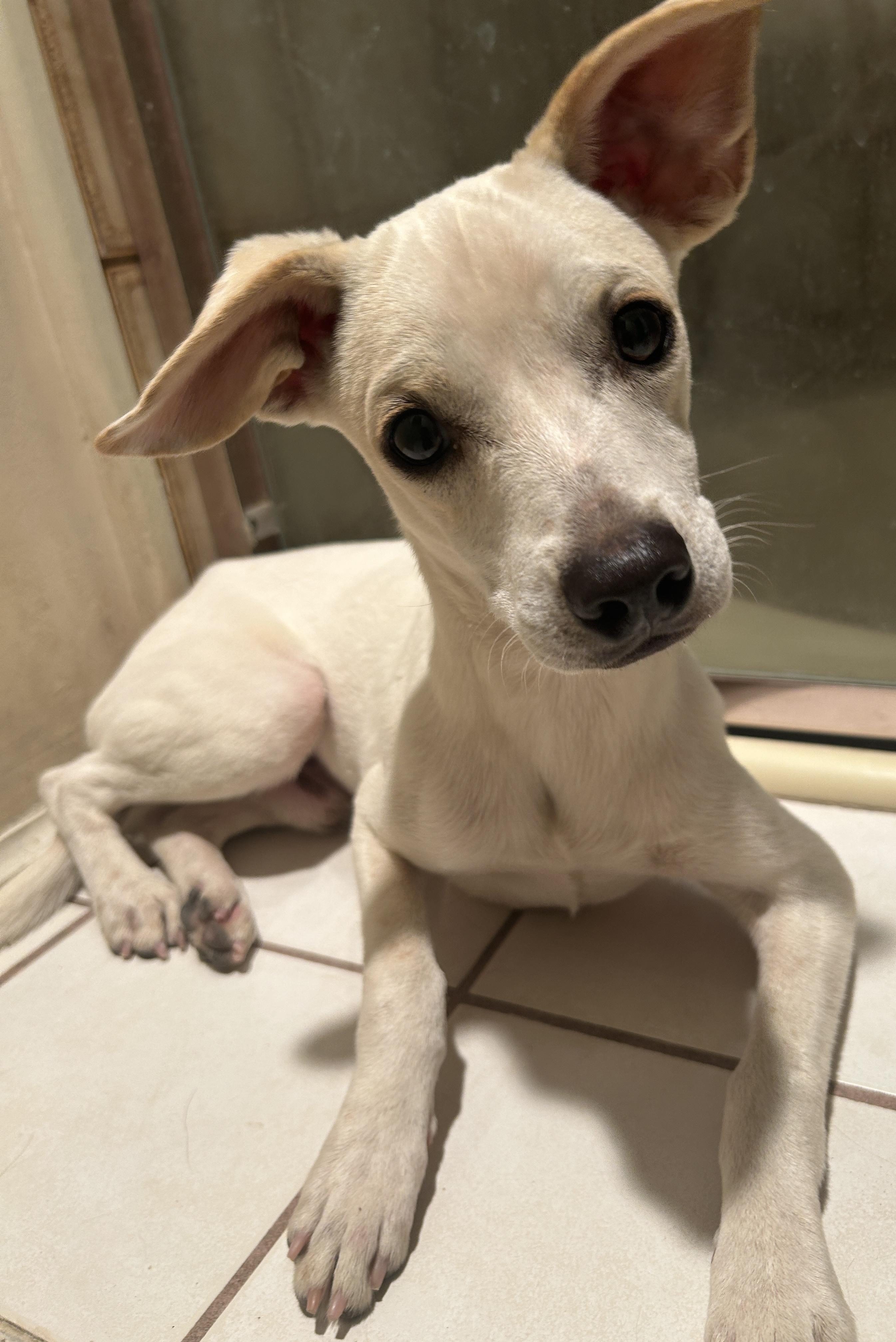 WESLEY, a ADOPTABLE mixed breed in El Cajon, CA image 3/6