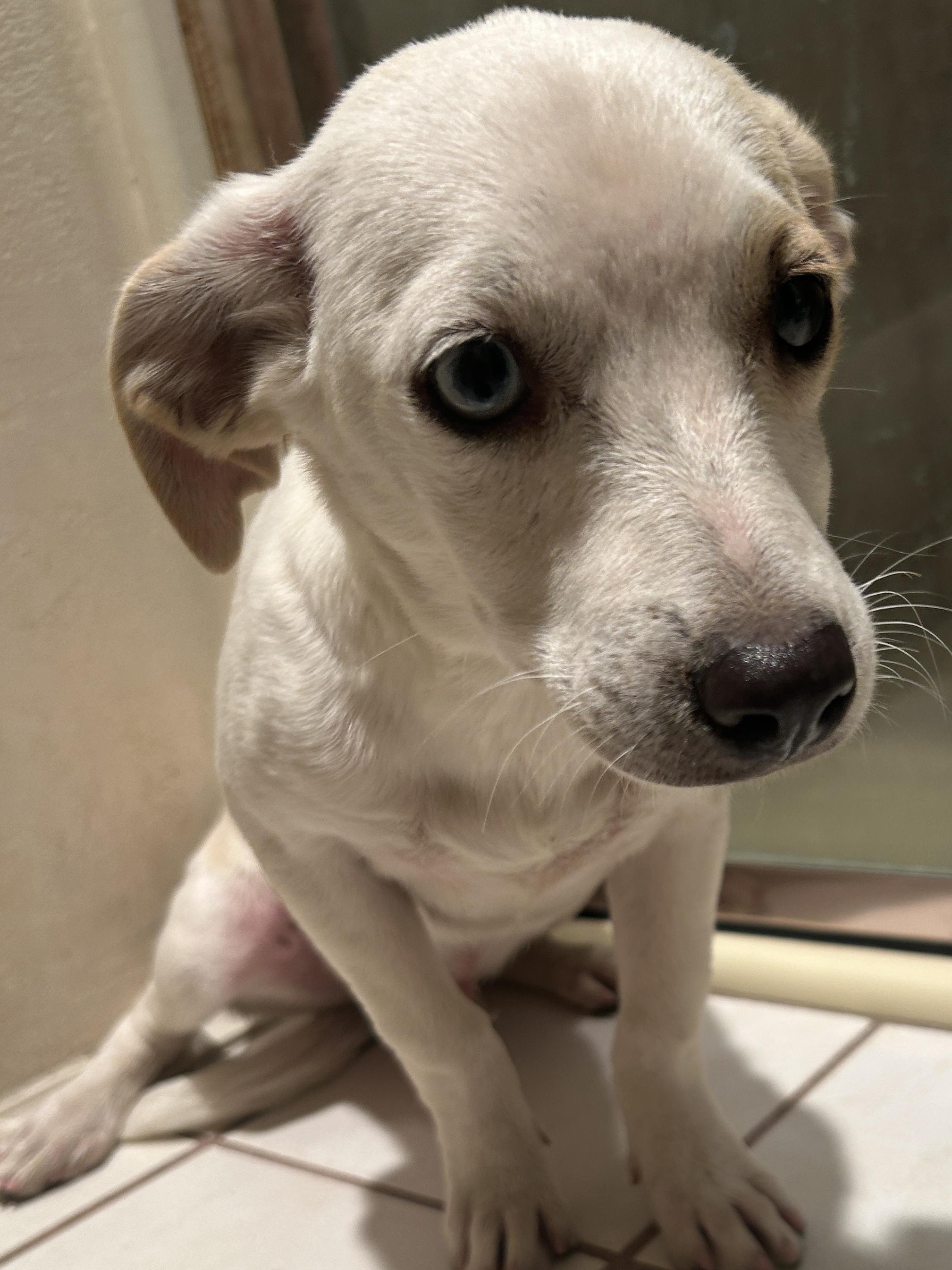 WESLEY, a ADOPTABLE mixed breed in El Cajon, CA image 5/6