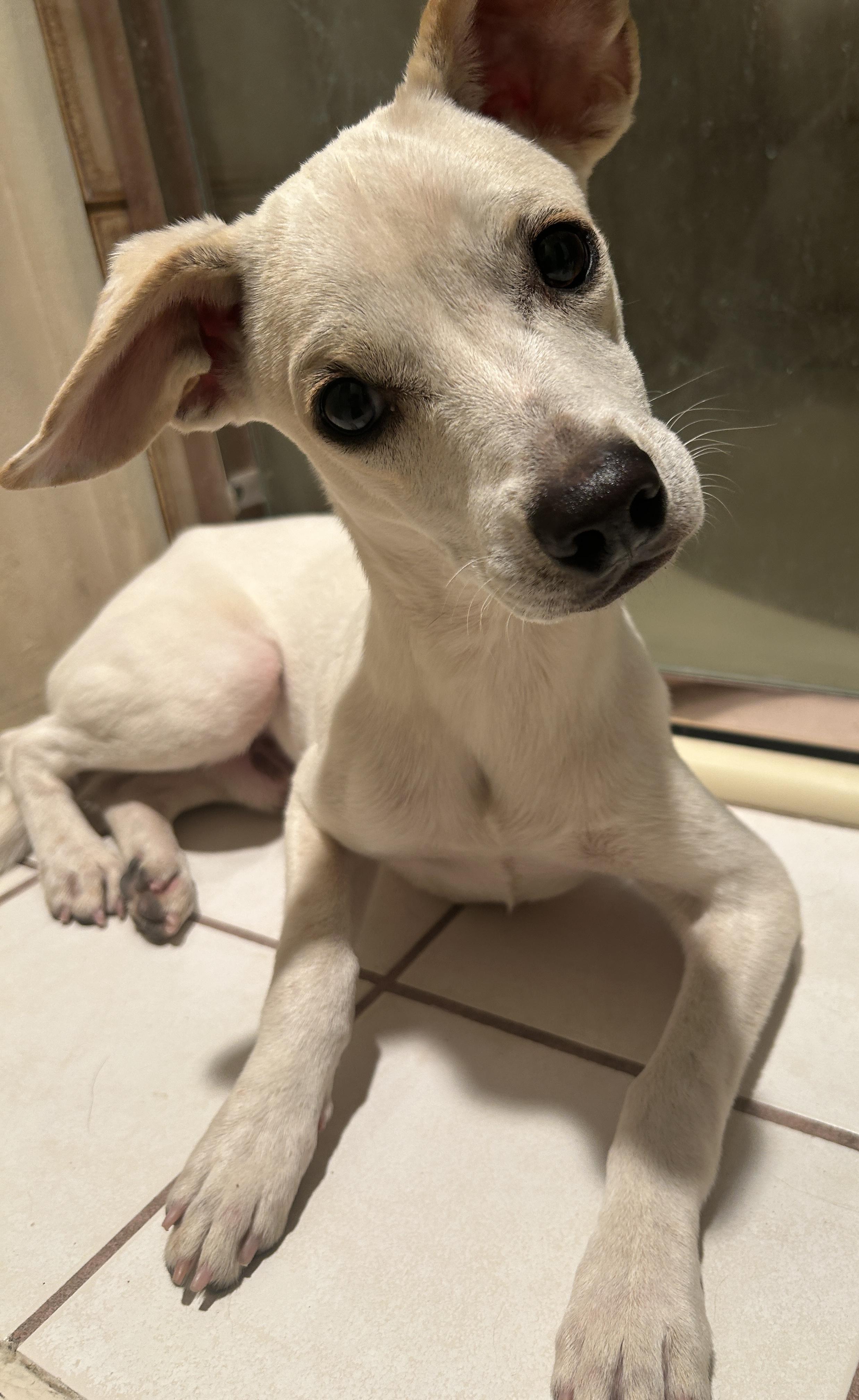 WESLEY, a ADOPTABLE mixed breed in El Cajon, CA image 6/6