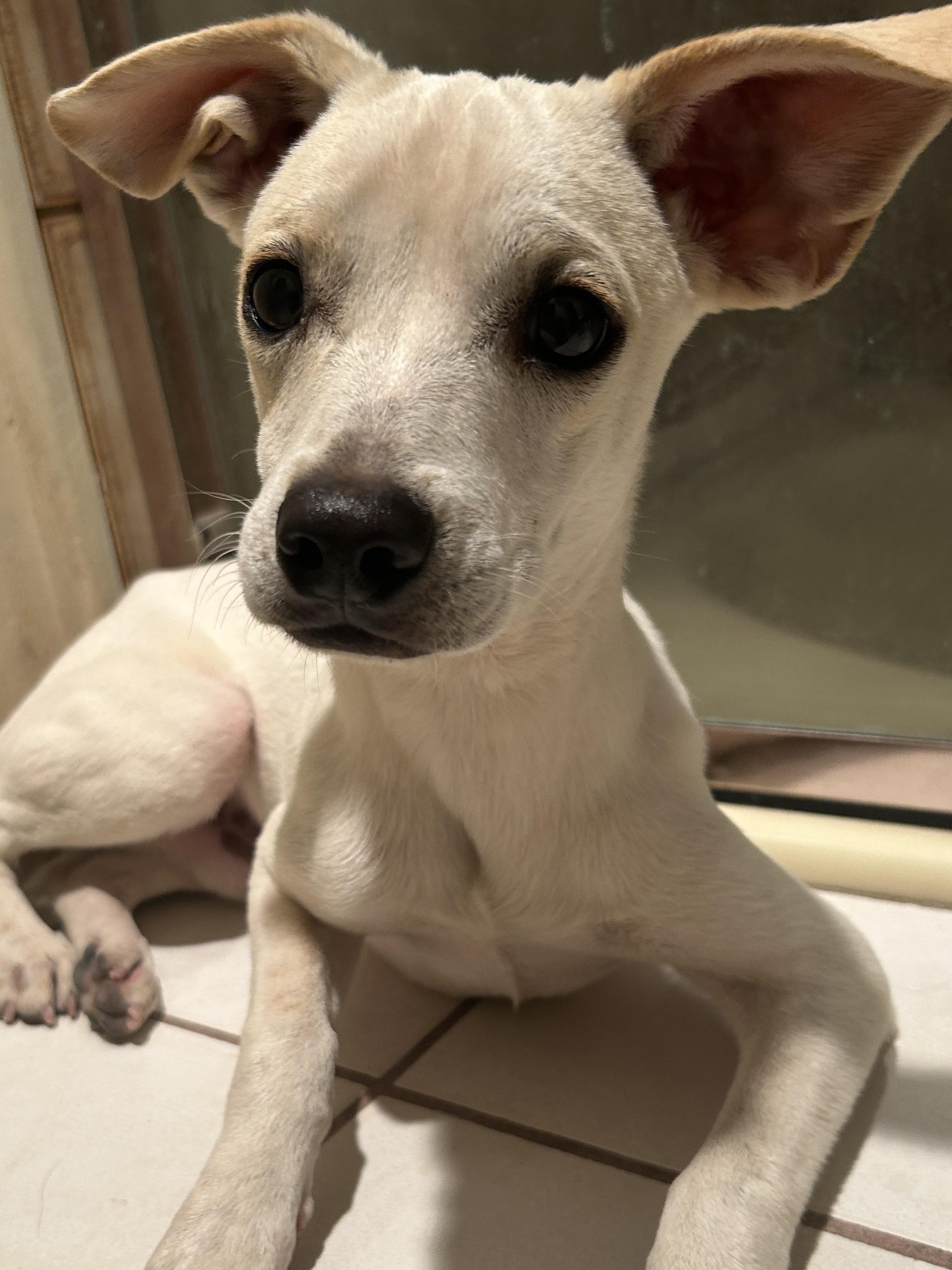 WESLEY, a ADOPTABLE mixed breed in El Cajon, CA image 2/6