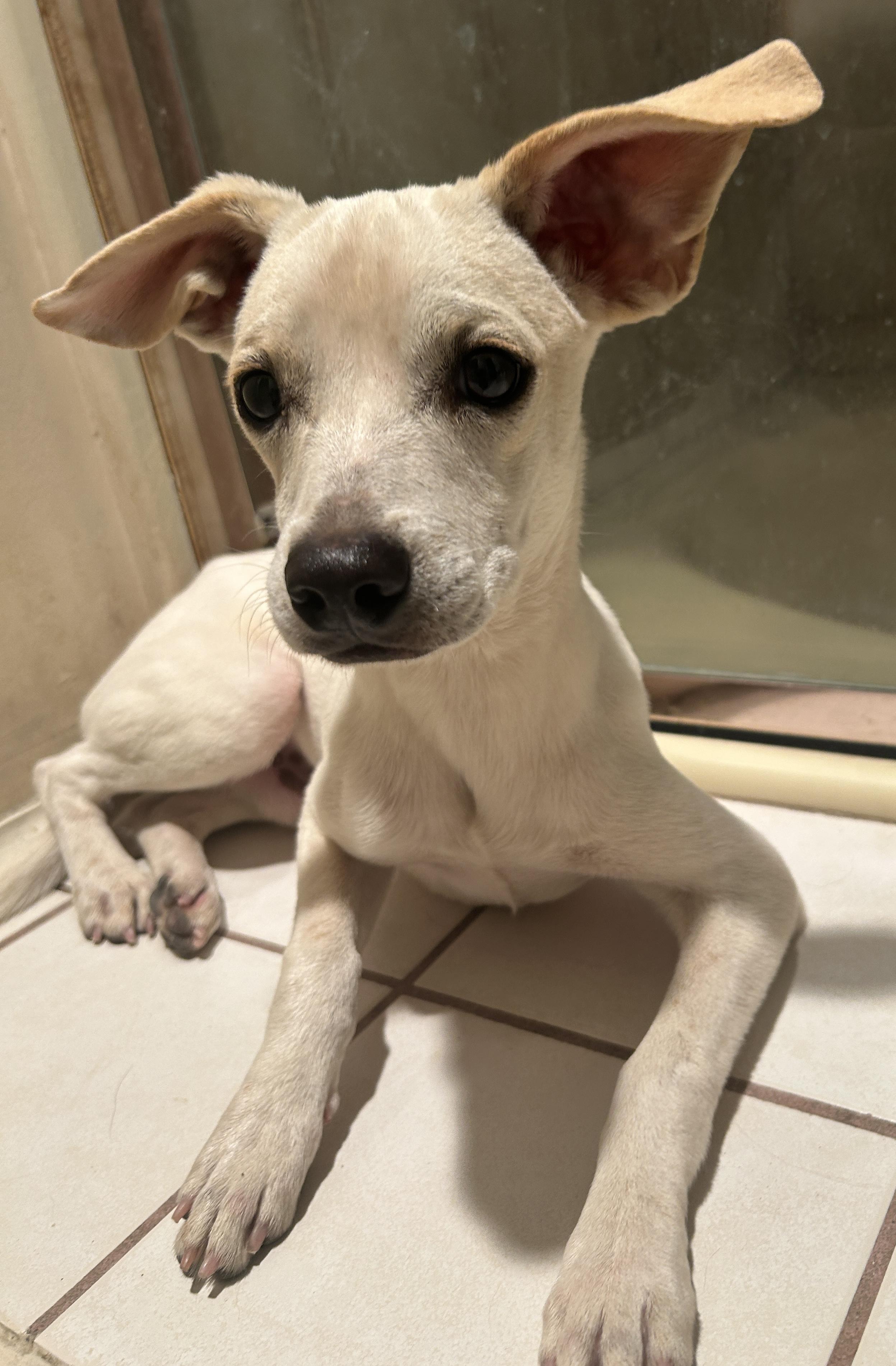 WESLEY, a ADOPTABLE mixed breed in El Cajon, CA image 1/6