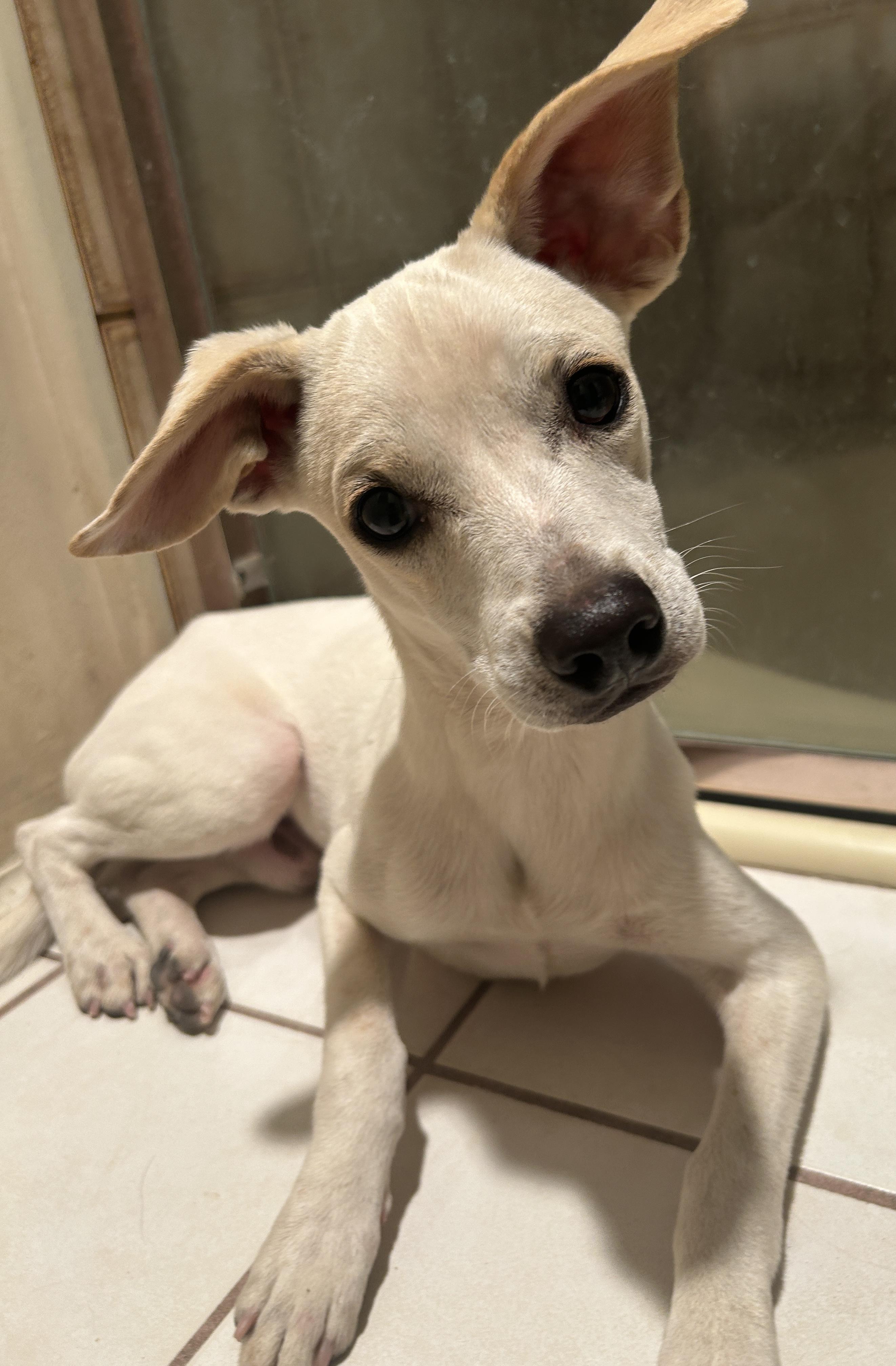 WESLEY, a ADOPTABLE mixed breed in El Cajon, CA image 4/6
