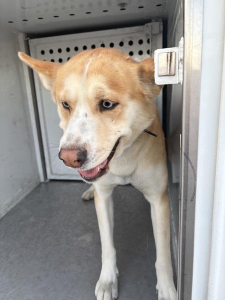 Enlarge Tj, a Adoptable mixed breed in Victorville, CA image 1/1